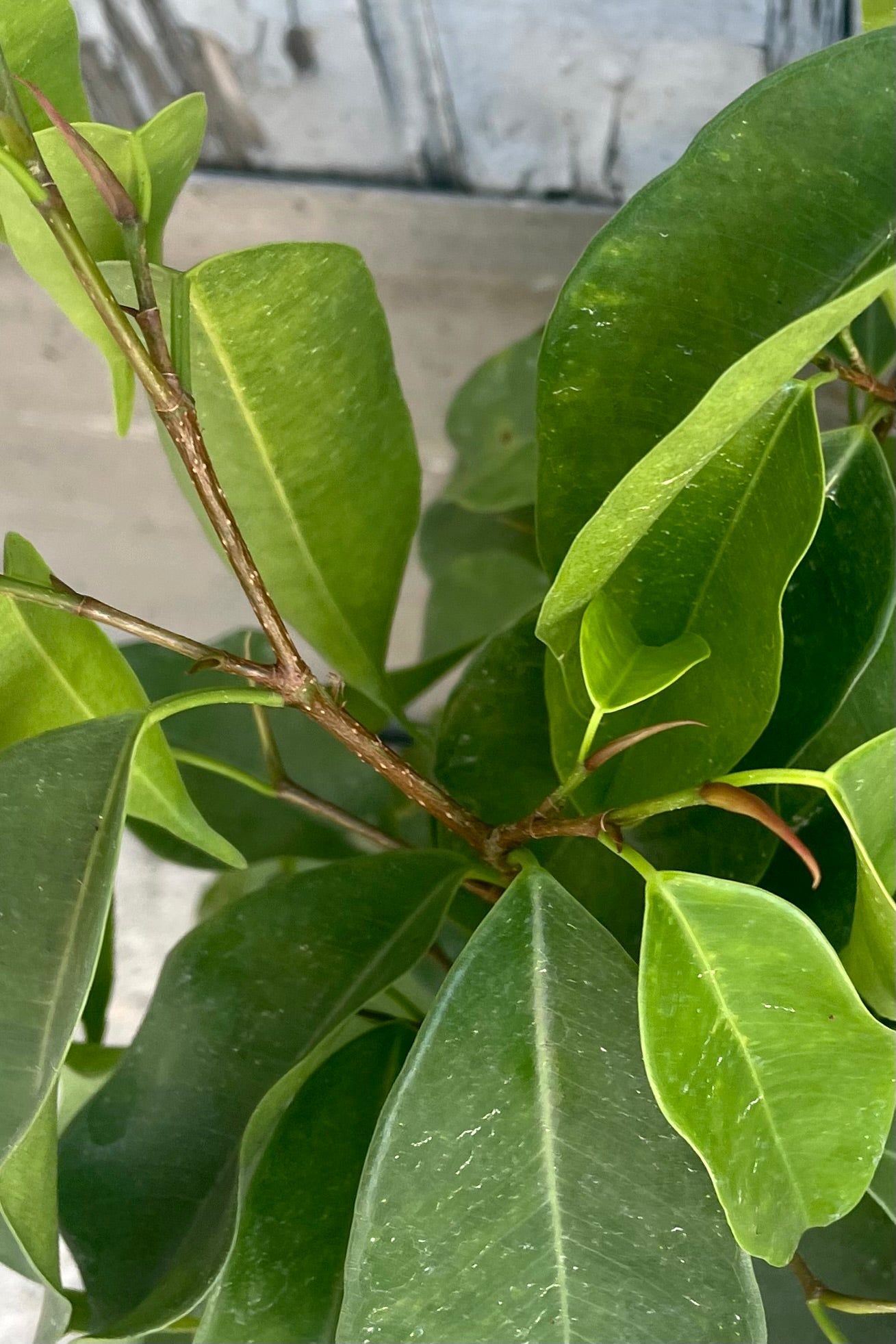 A detailed view of Ficus benjamina 'Spire' 4" ©Sprout Home