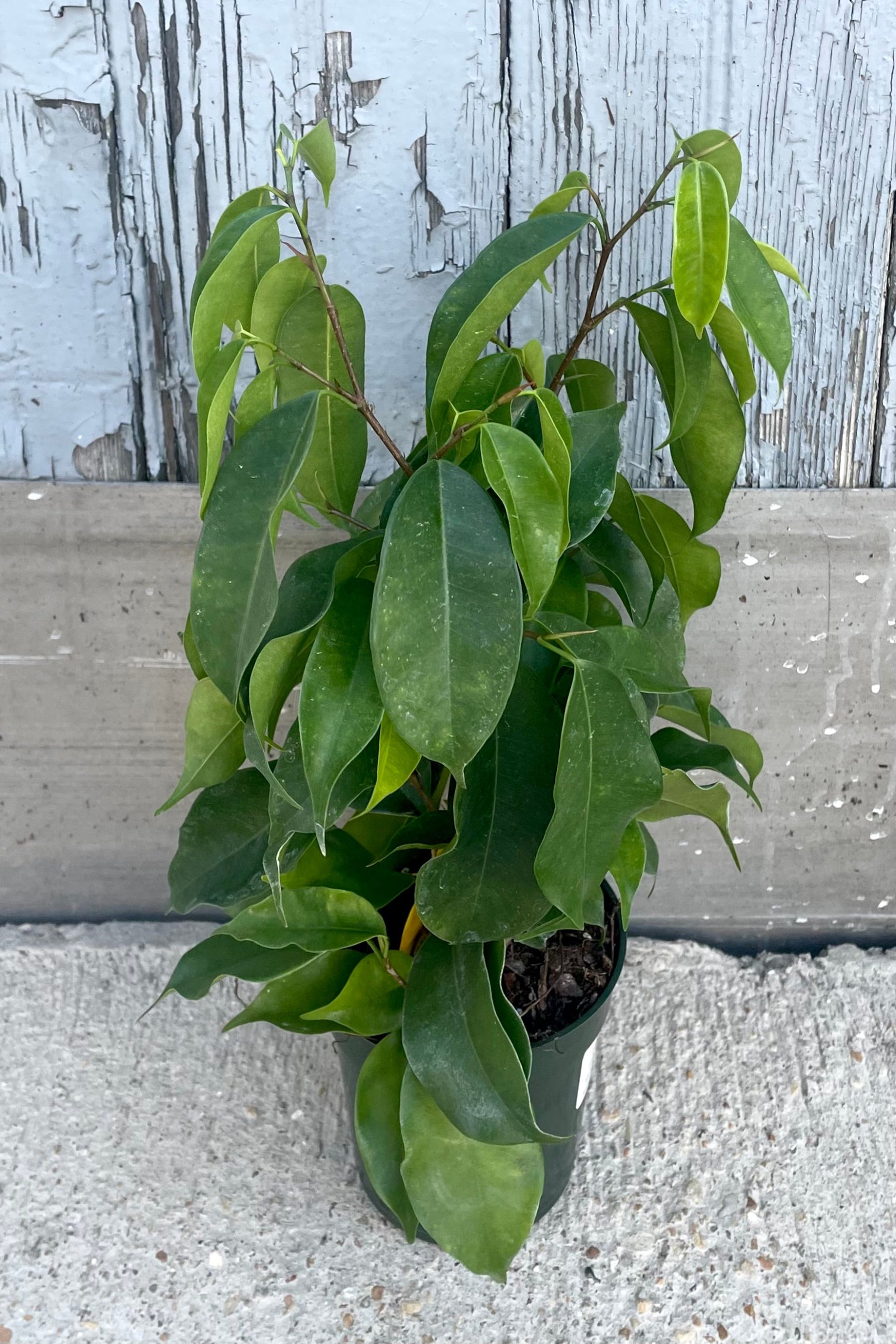 A full view of Ficus benjamina 'Spire' 4" against wood backdrop ©Sprout Home