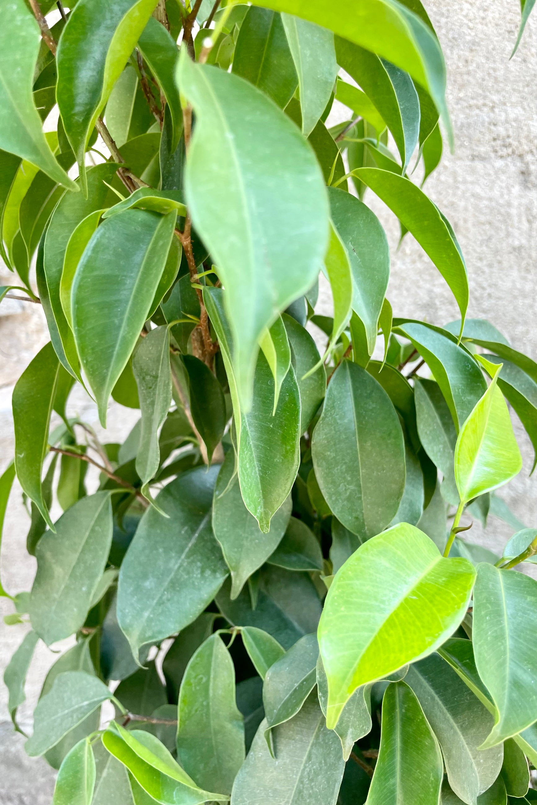 The glossy green ovate leaves of the Ficus 'Spire' at Sprout Home. ©Sprout Home