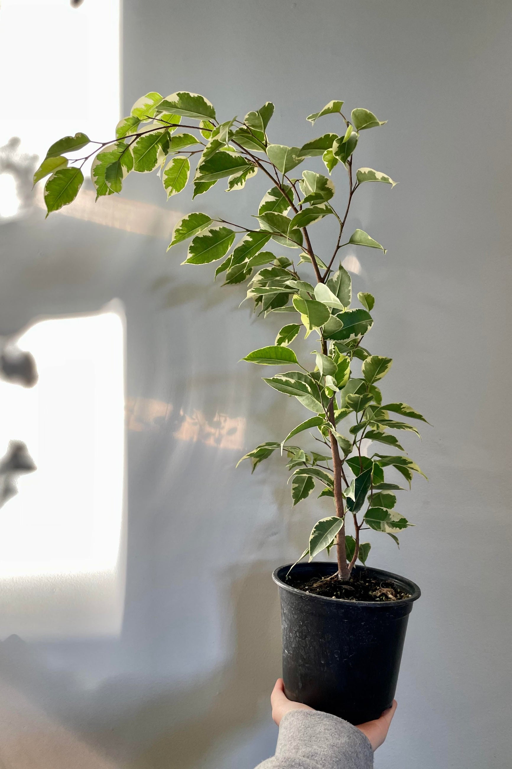 A photo of the green and white leaves of Ficus benjamina in a black pot ©Sprout Home