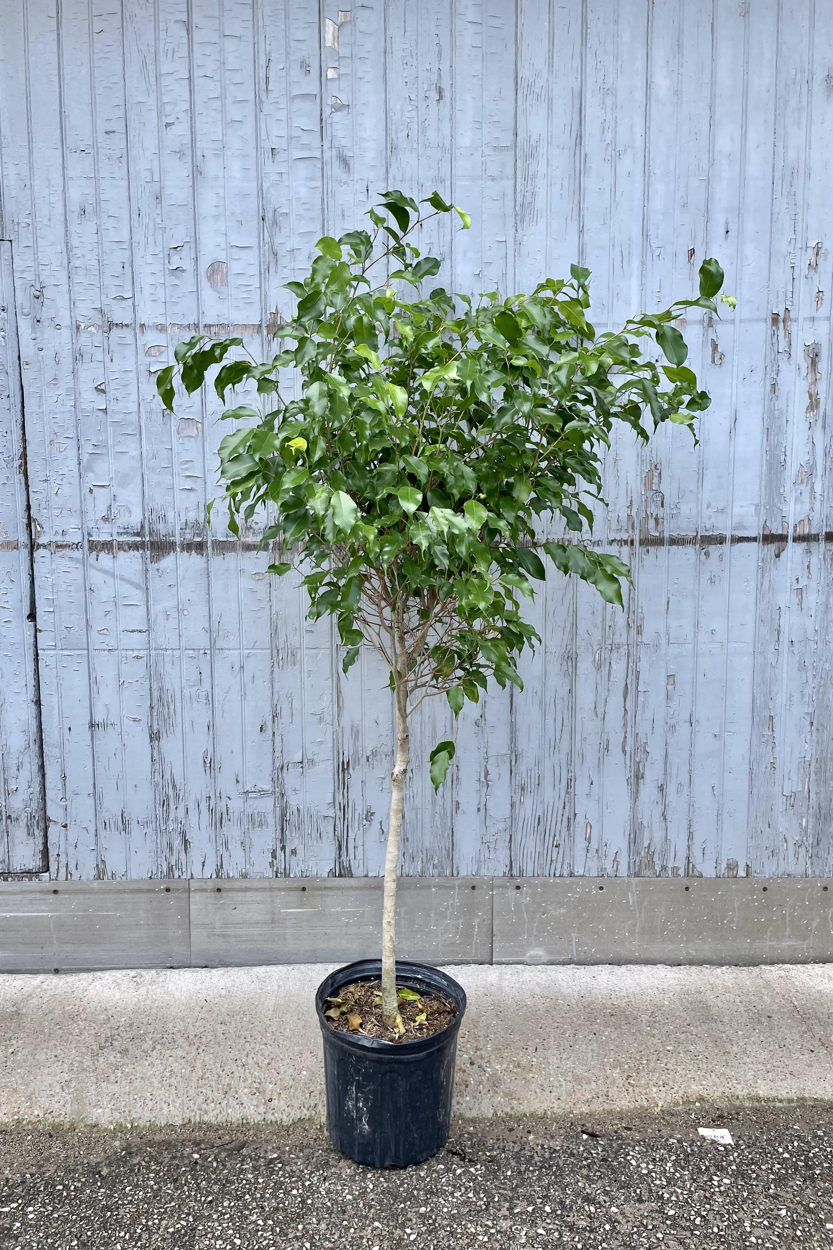 The Ficus benjamina "Wintergreen" sits in its 10 inch growers pot against a blueish grey backdrop.