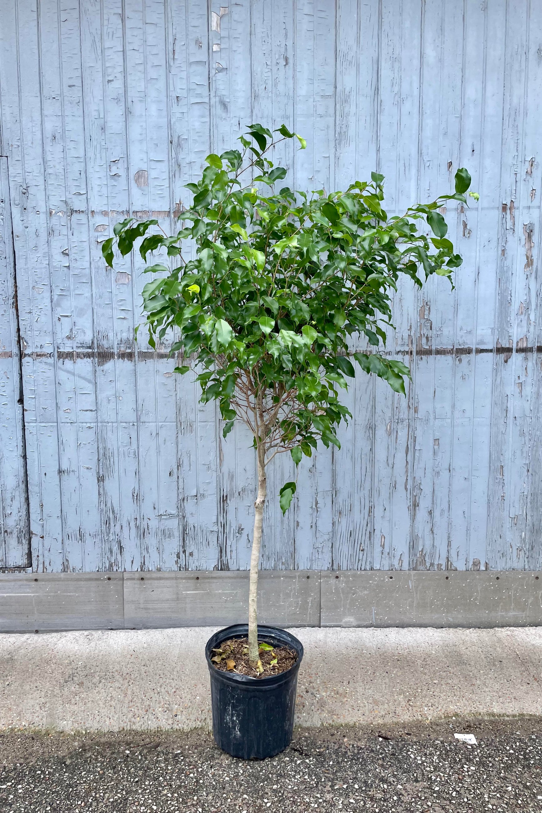 The Ficus benjamina "Wintergreen" sits in its 10 inch growers pot against a blueish grey backdrop. . ©Sprout Home