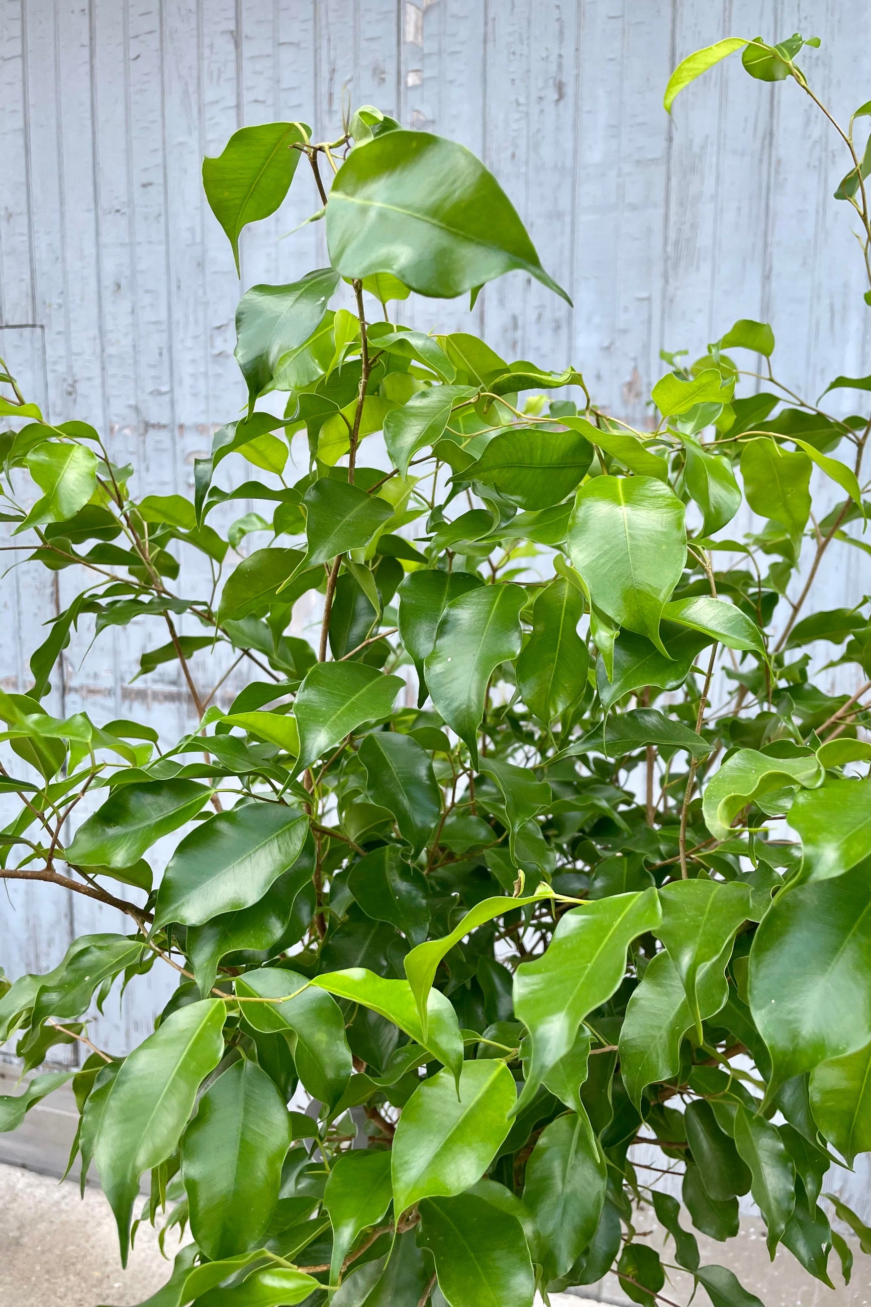 A glimpse at the Ficus benjamina "Wintergreen" foliage. ©Sprout Home