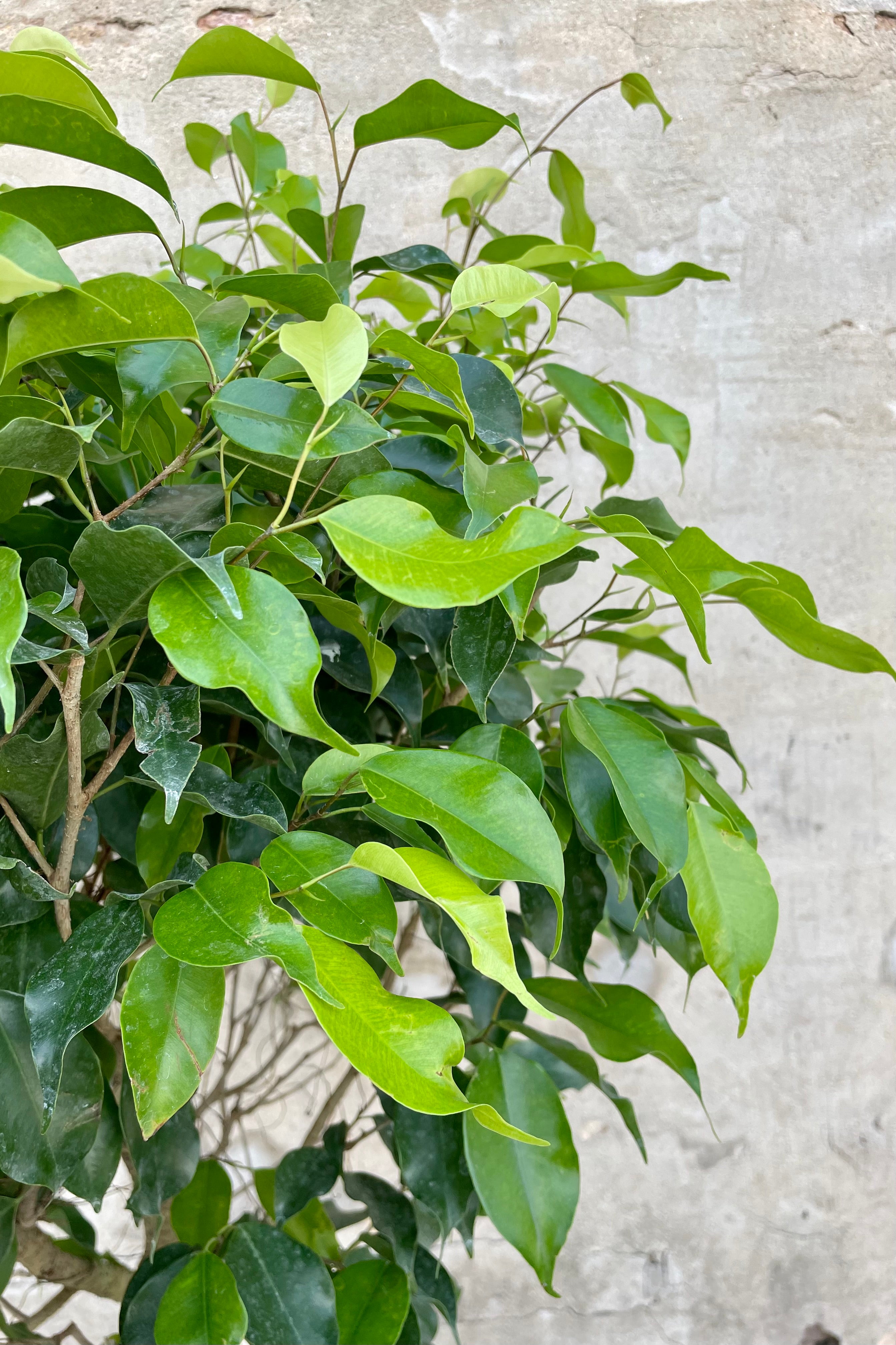 Ficus benjamina 12" detail of green tree leaves against a grey wall.