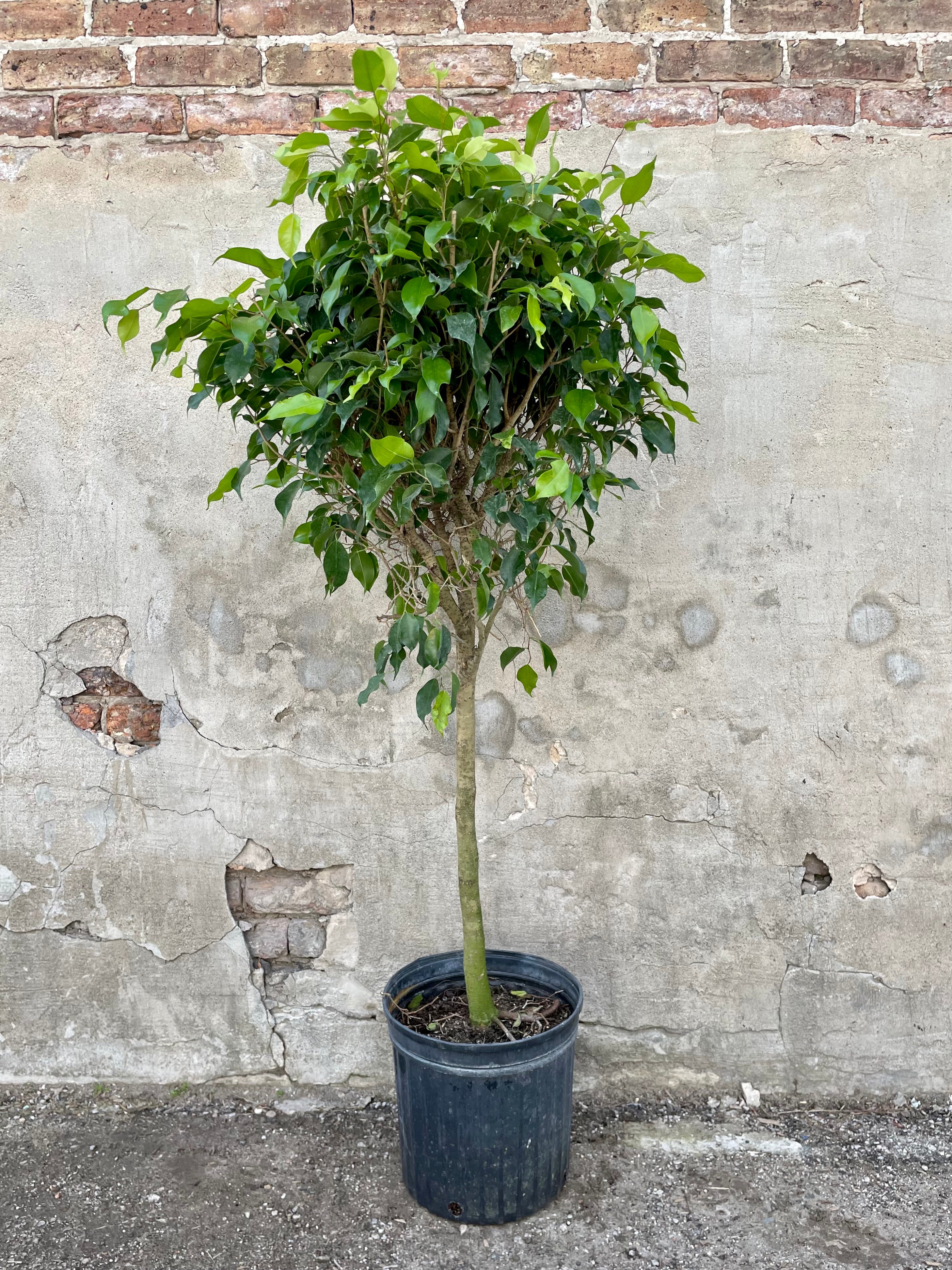 Ficus benjamina 12" black growers pot with green tree leaves against a grey wall.