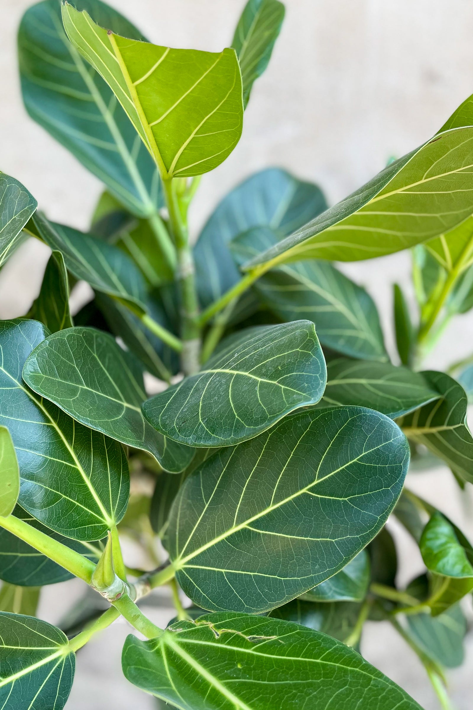 Close up of Ficus benghalensis 'Audrey' foliage ©Sprout Home