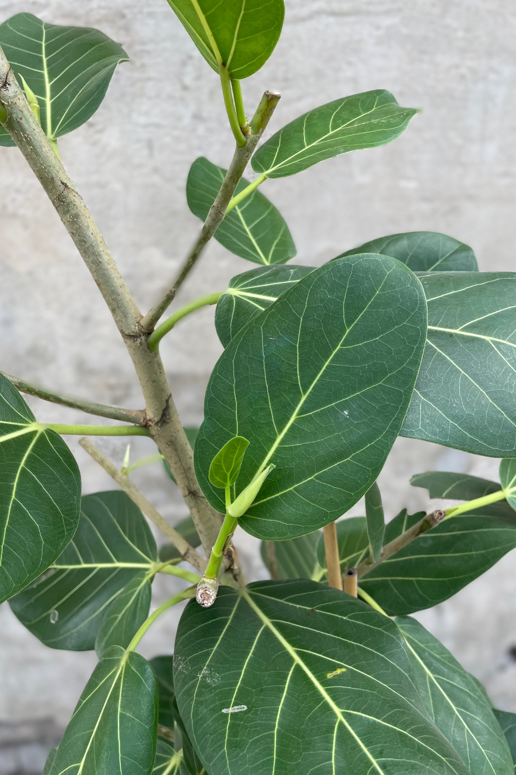 A potted Ficus benghalensis 'Audrey' plant with a columnar form, featuring large matte green ovate leaves with lighter veining. ©Sprout Home