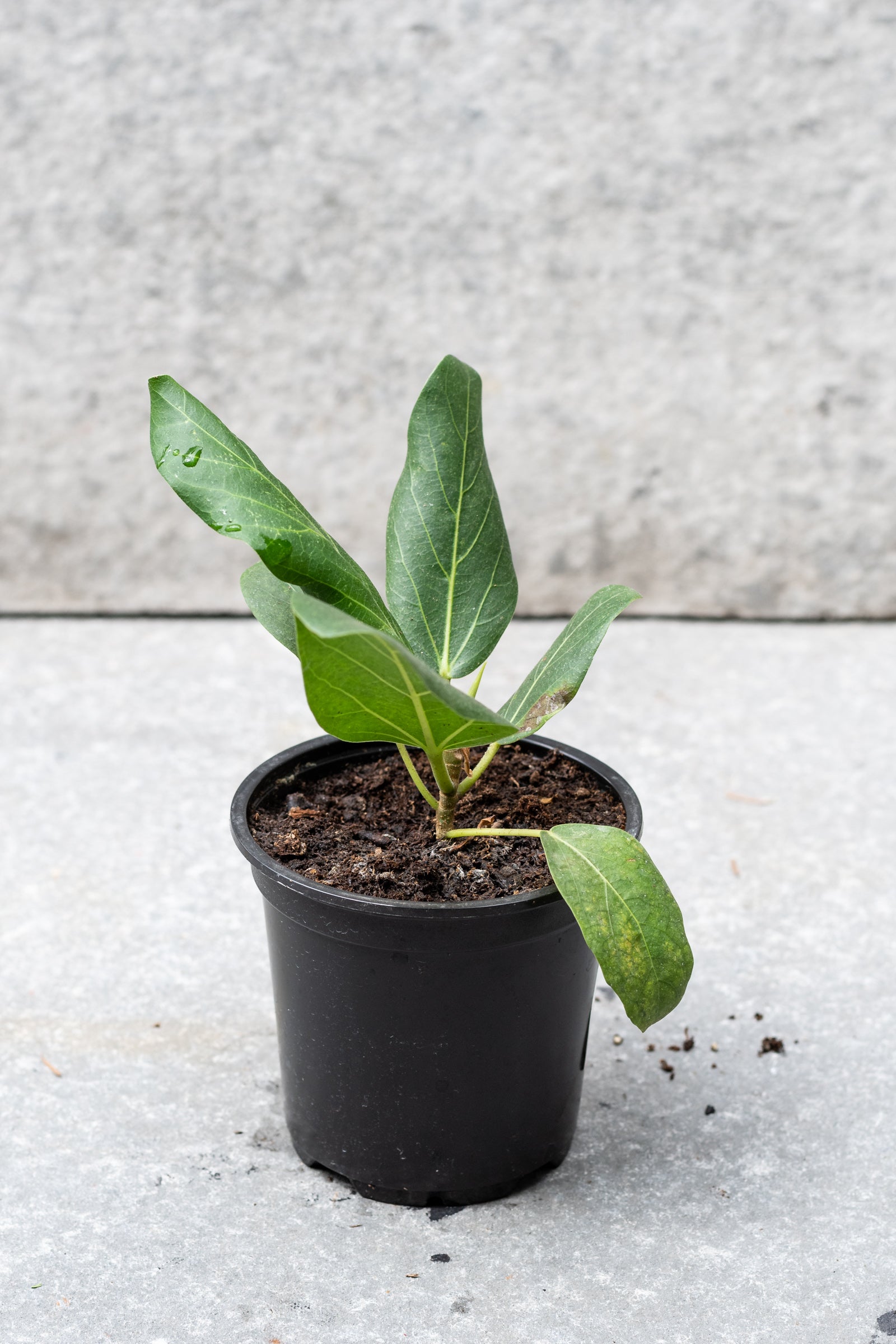 Ficus 'Audrey' in a 4" growers pot against a gray wall. ©Sprout Home