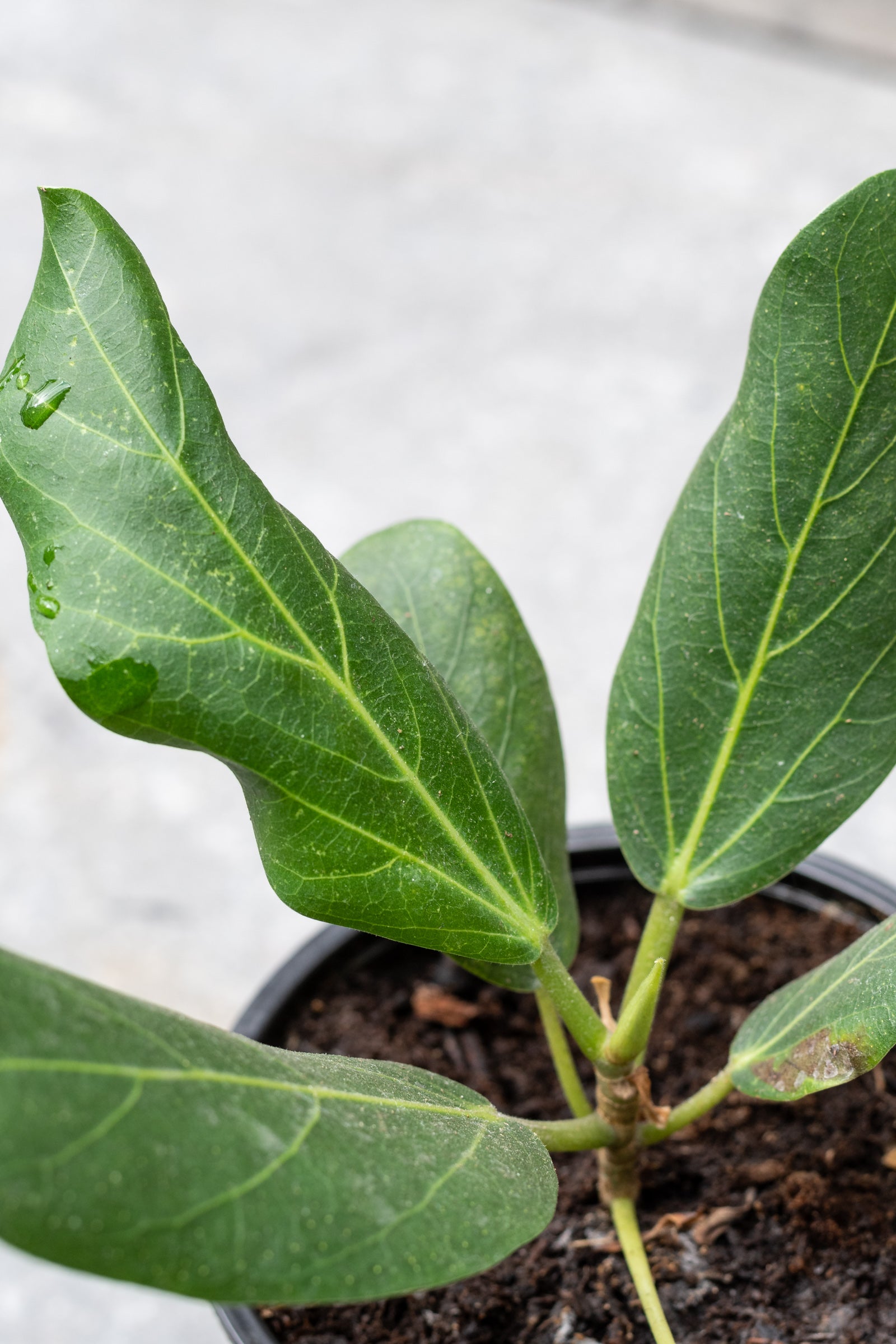 A potted Ficus benghalensis 'Audrey' plant with large green ovate leaves showing a lighter veining, grown in a black pot placed outdoors. ©Sprout Home