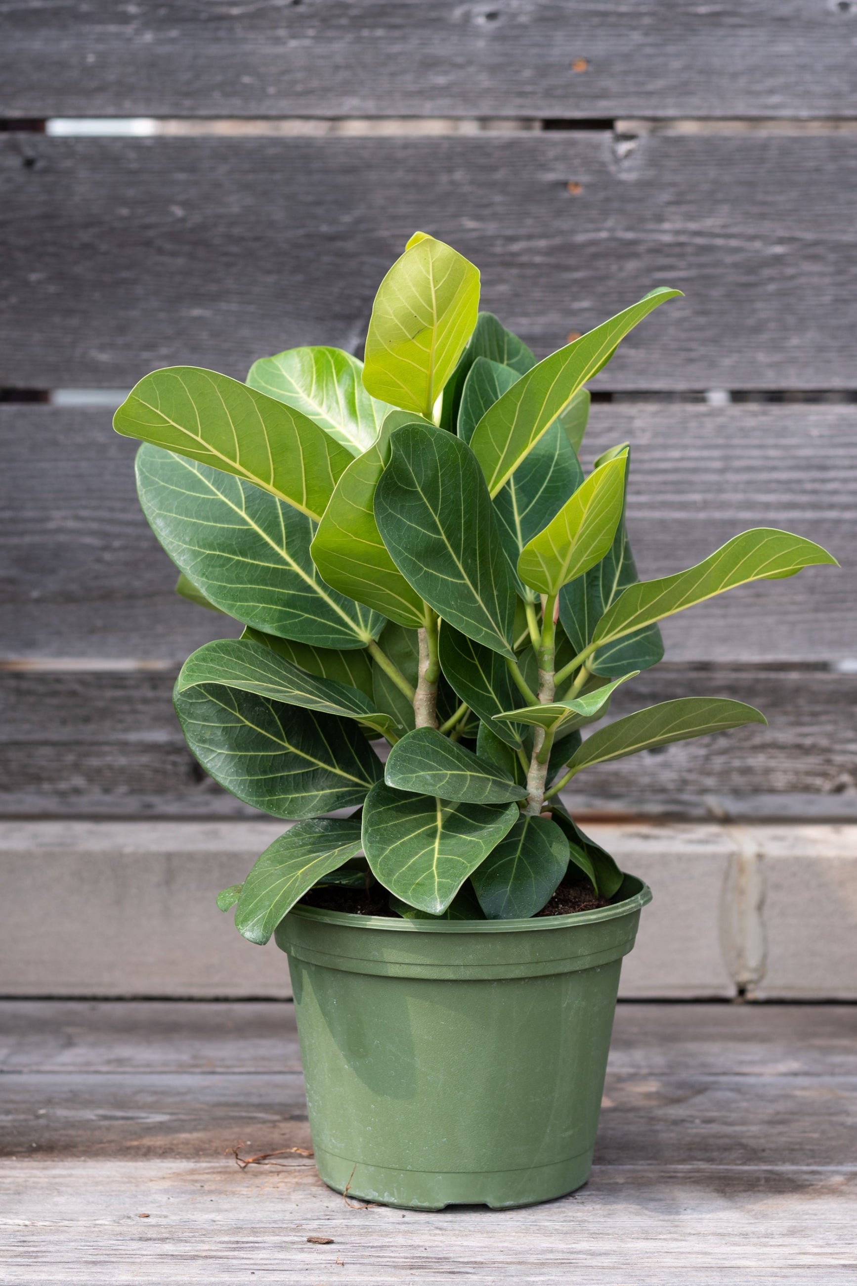 FIcus Audrey în a 8" growers pot against a wood fence ©Sprout Home