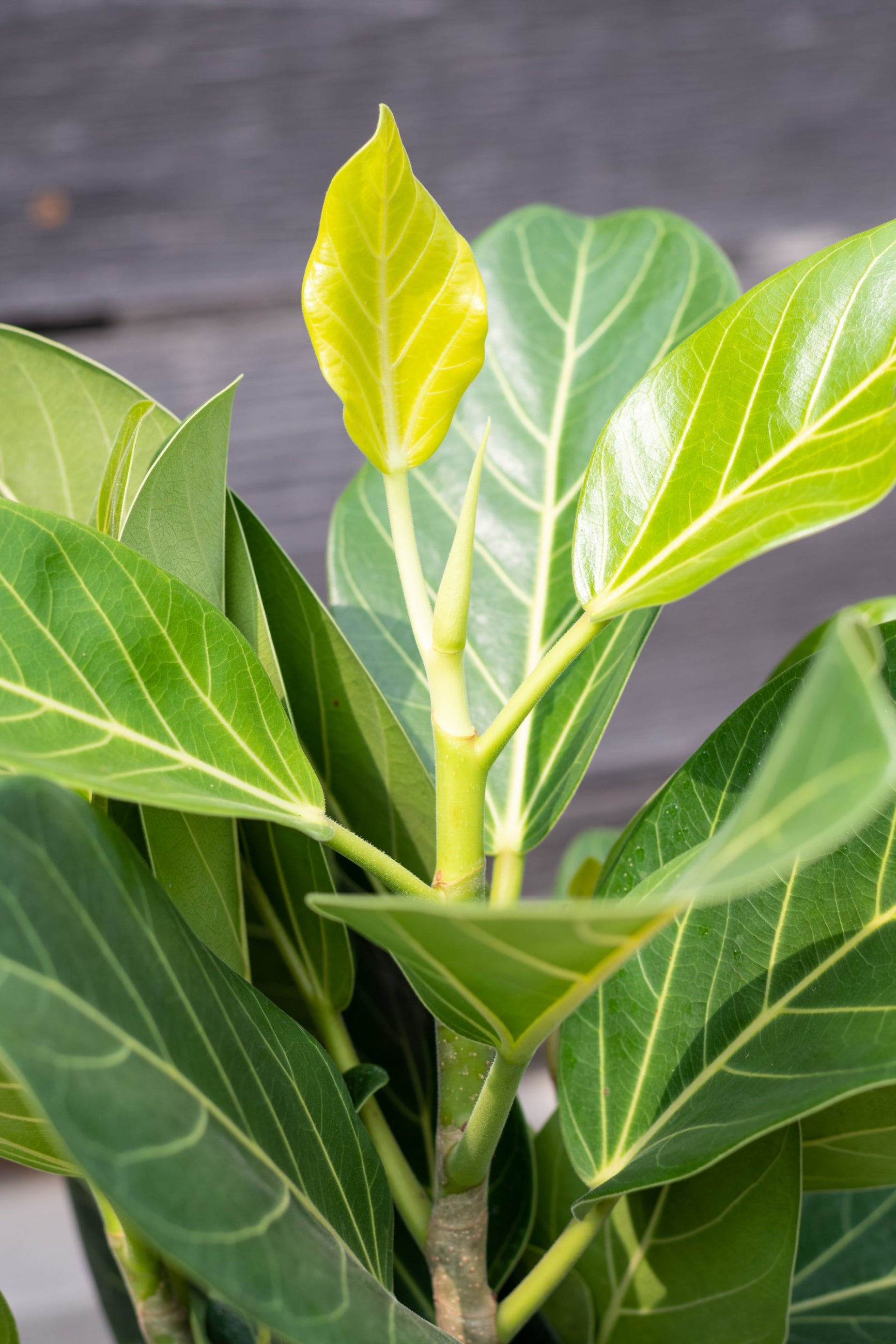 A potted Ficus benghalensis 'Audrey' plant with large matte green ovate leaves and a lighter veining, displayed on a wooden surface. ©Sprout Home