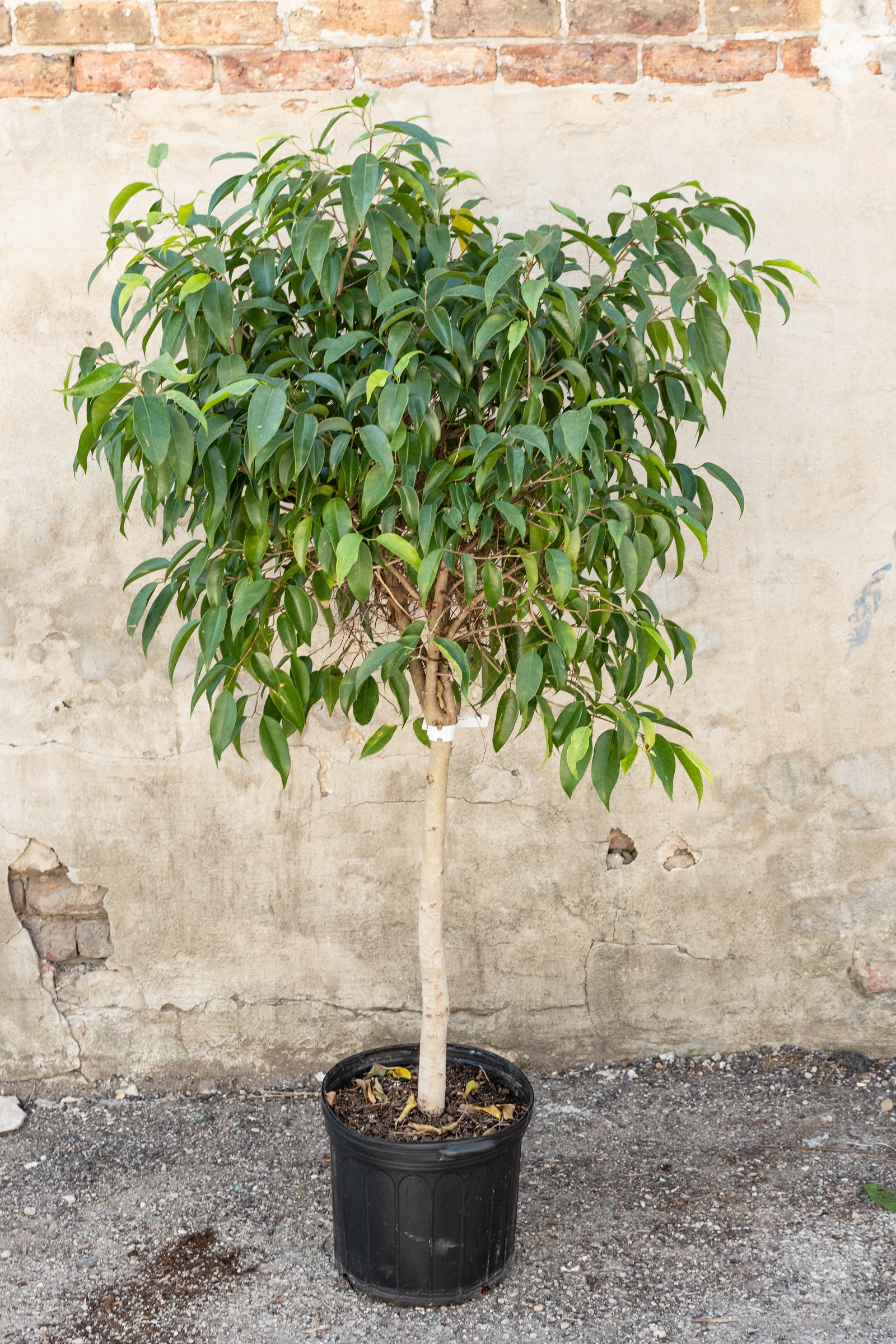 Large ficus binnendijkii mini Amstel in front of a concrete wall