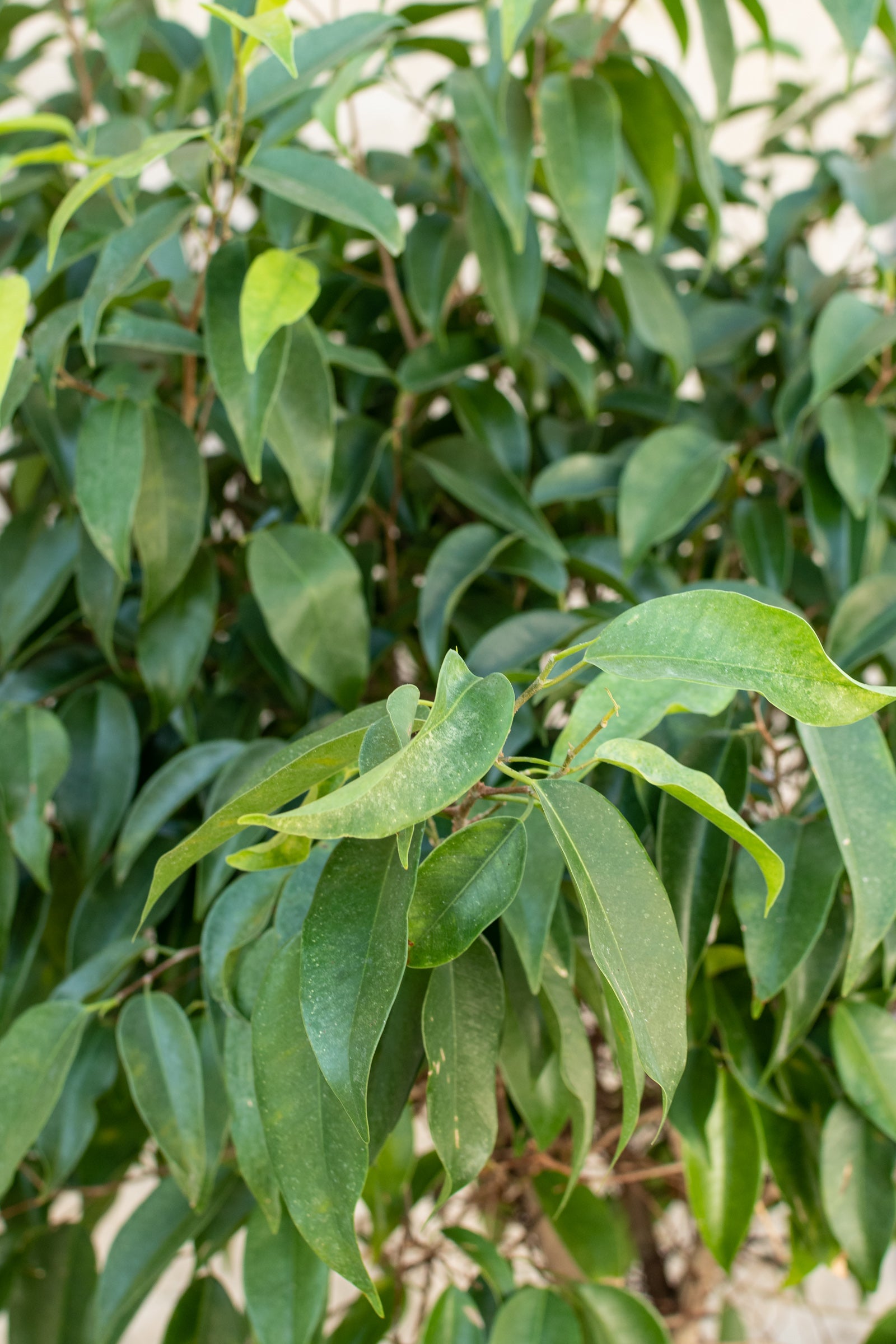Close up of ficus binnendijkii mini Amstel leaves