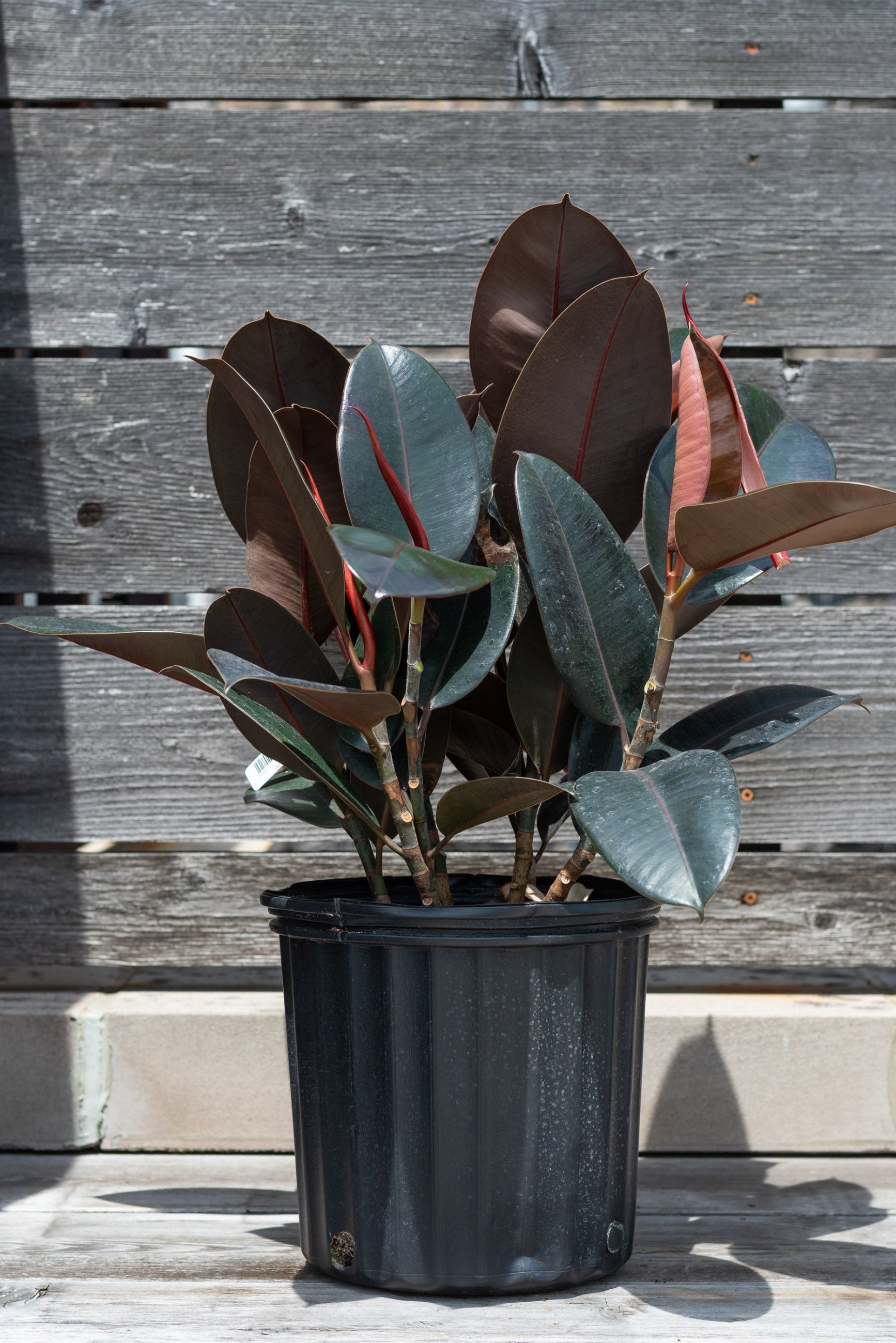 Ficus elastica 'Burgundy' potted in front of grey wood background ©Sprout Home