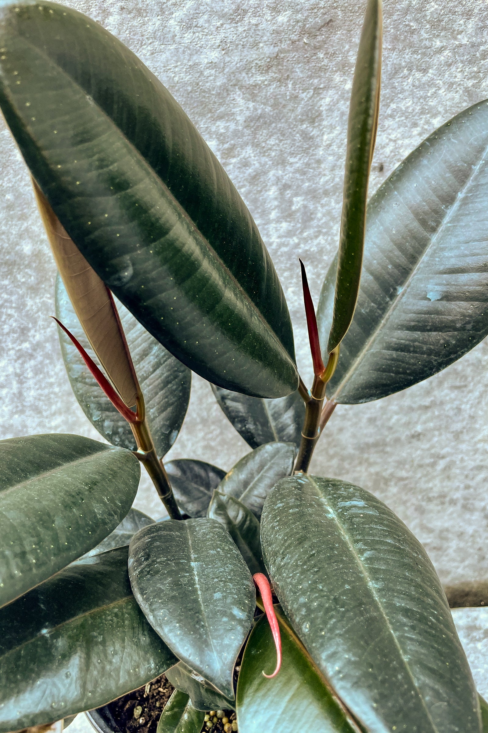 rubber tree white leaves Ficus elastica 6"