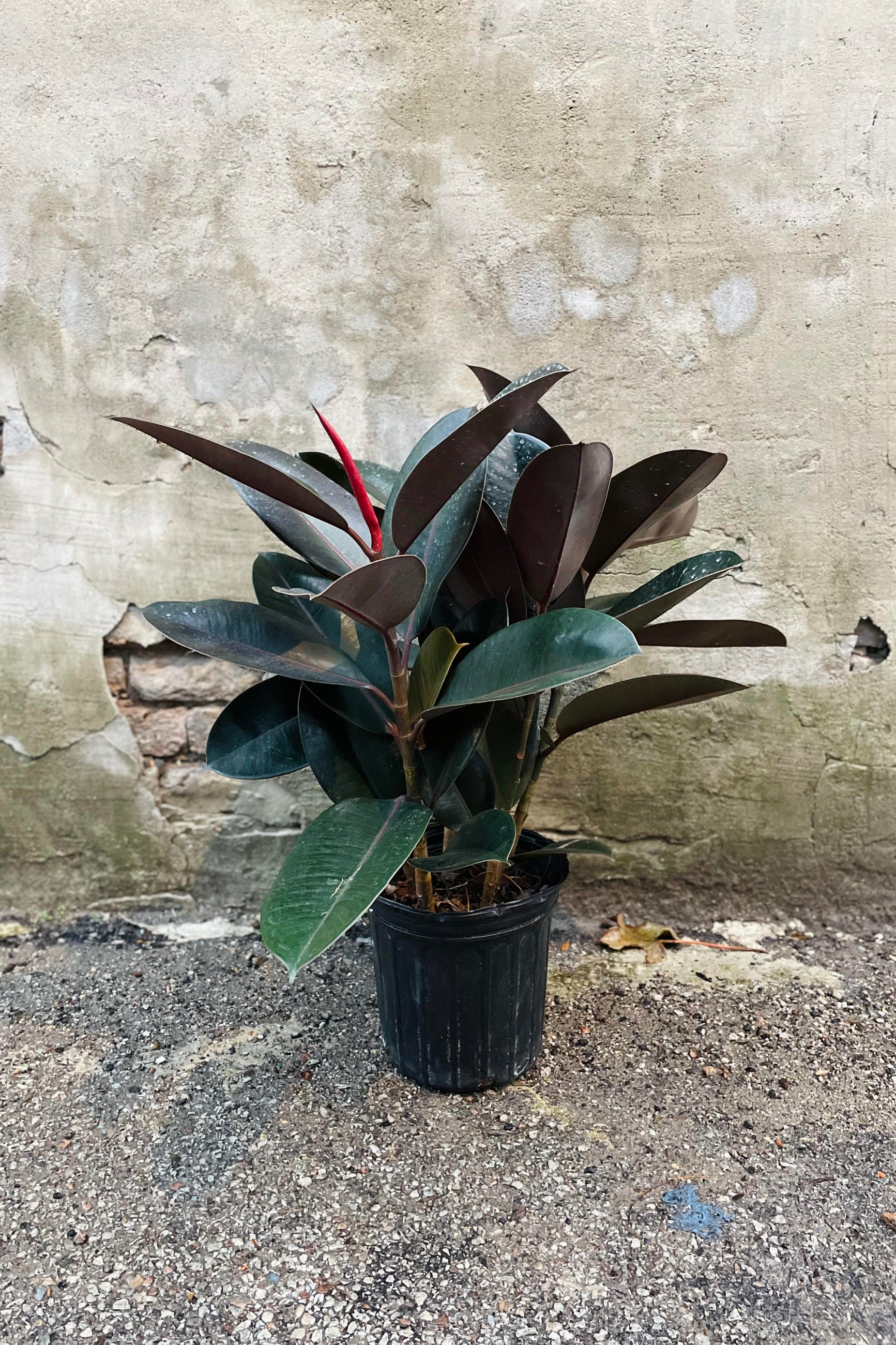 Ficus elastica rubber tree plant in a 8" gowers pot against a concrete wall ©SproutHome