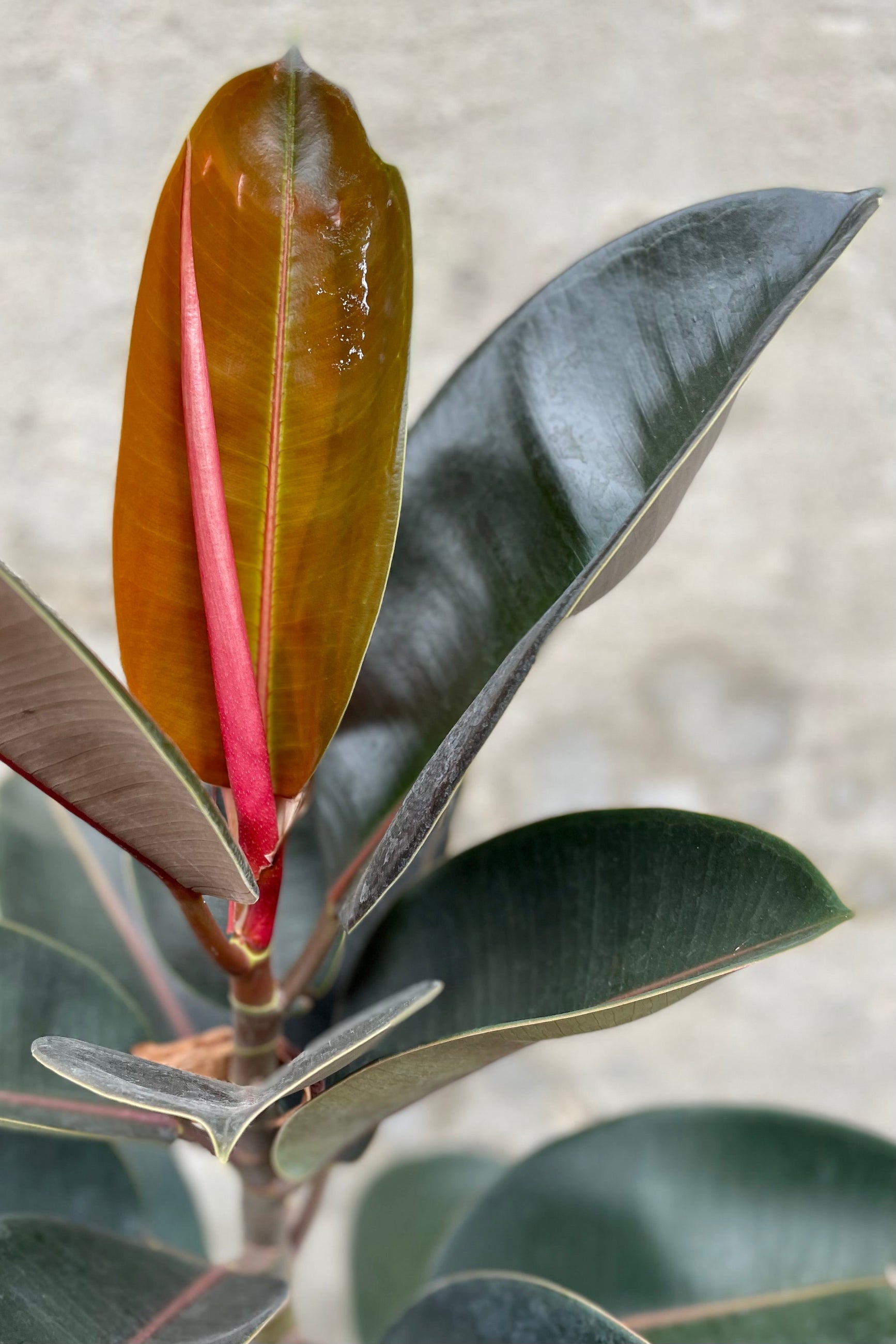 detail of Ficus elastica 'Burgundy' standard form 10" against a grey wall ©Sprout Home