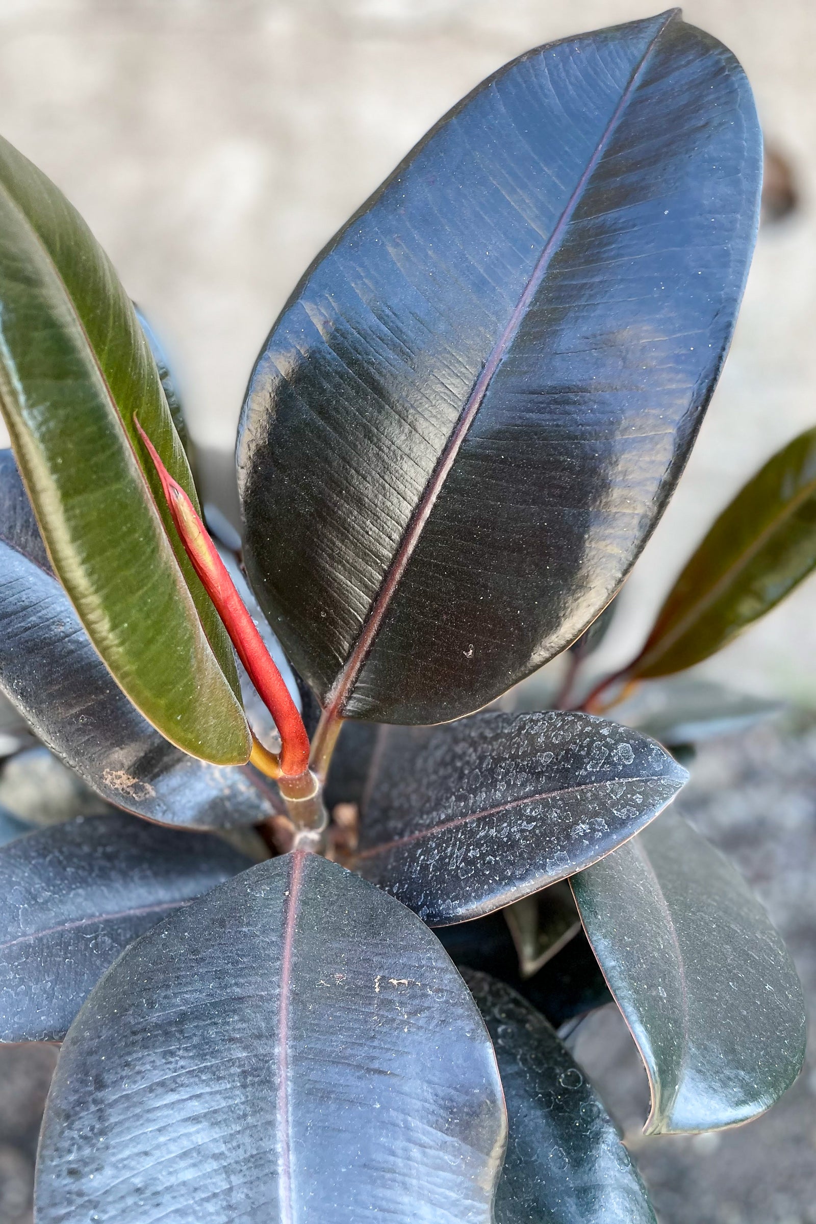 Close up of Ficus elastica 'Burgundy' foliage ©Sprout Home