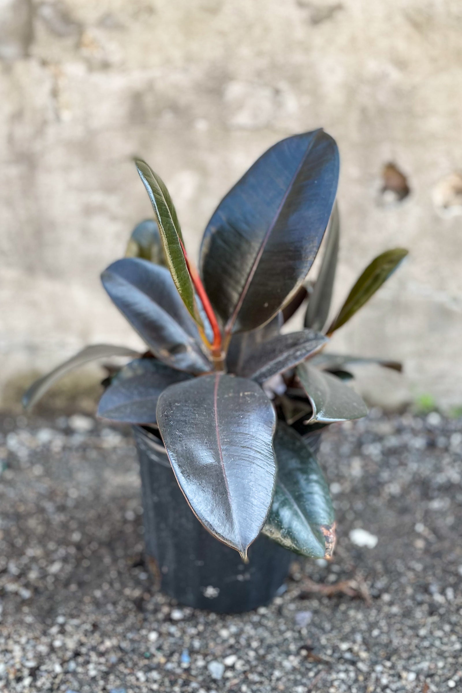 Ficus elastica 'Burgundy' 8" in front of concrete wall ©Sprout Home