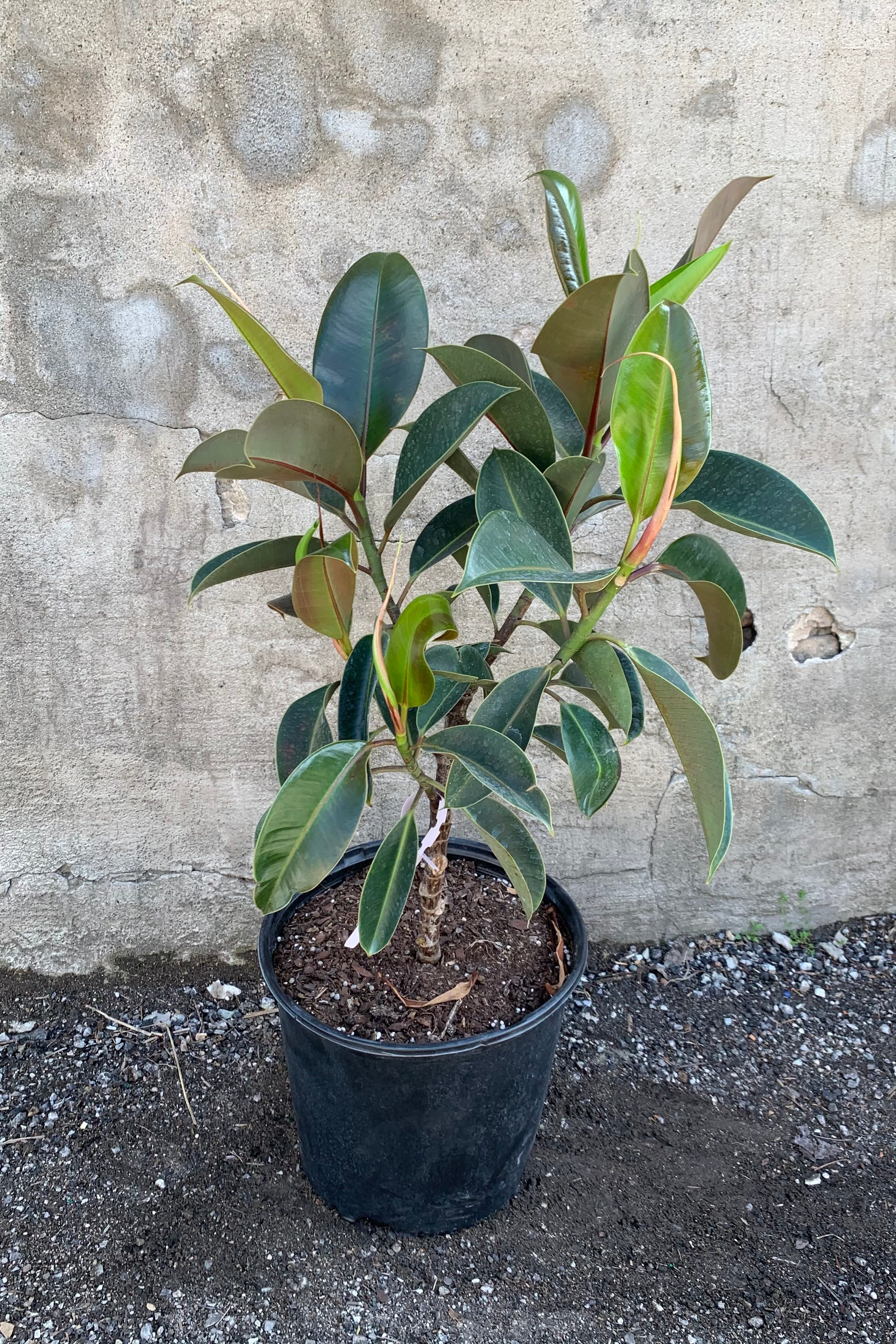 Ficus elastica 'Melany' in a ten inch pot.