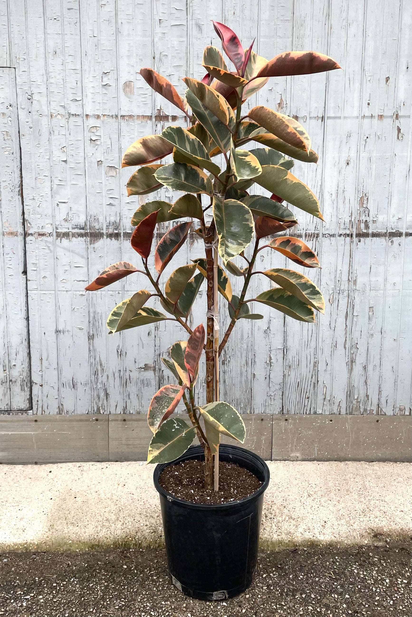 A character formed Ficus elastic 'Ruby' in a 14" growers pot at Sprout Home. ©Sprout Home