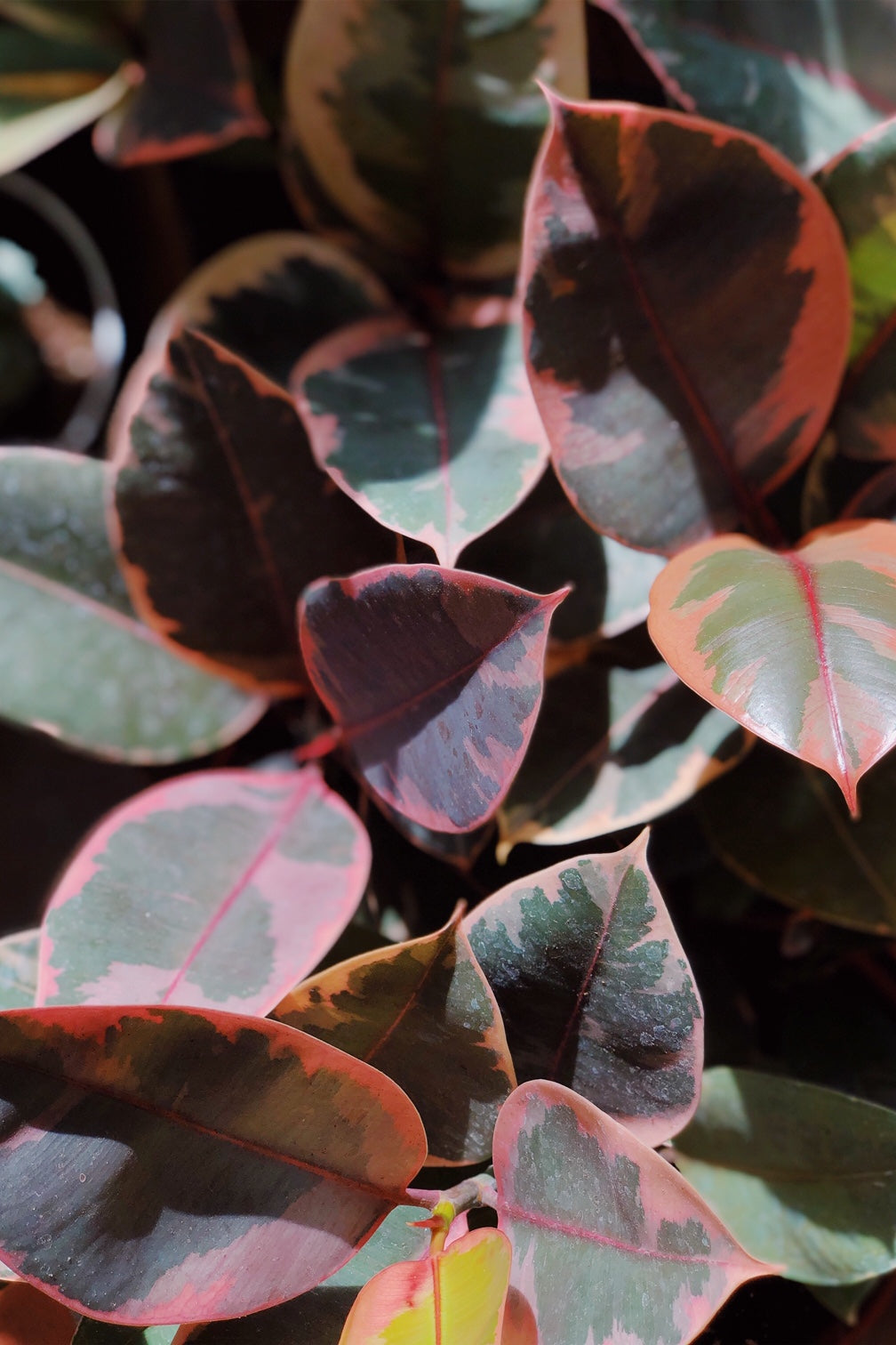 Ficus elastica 'Ruby' detail. ©Sprout Home