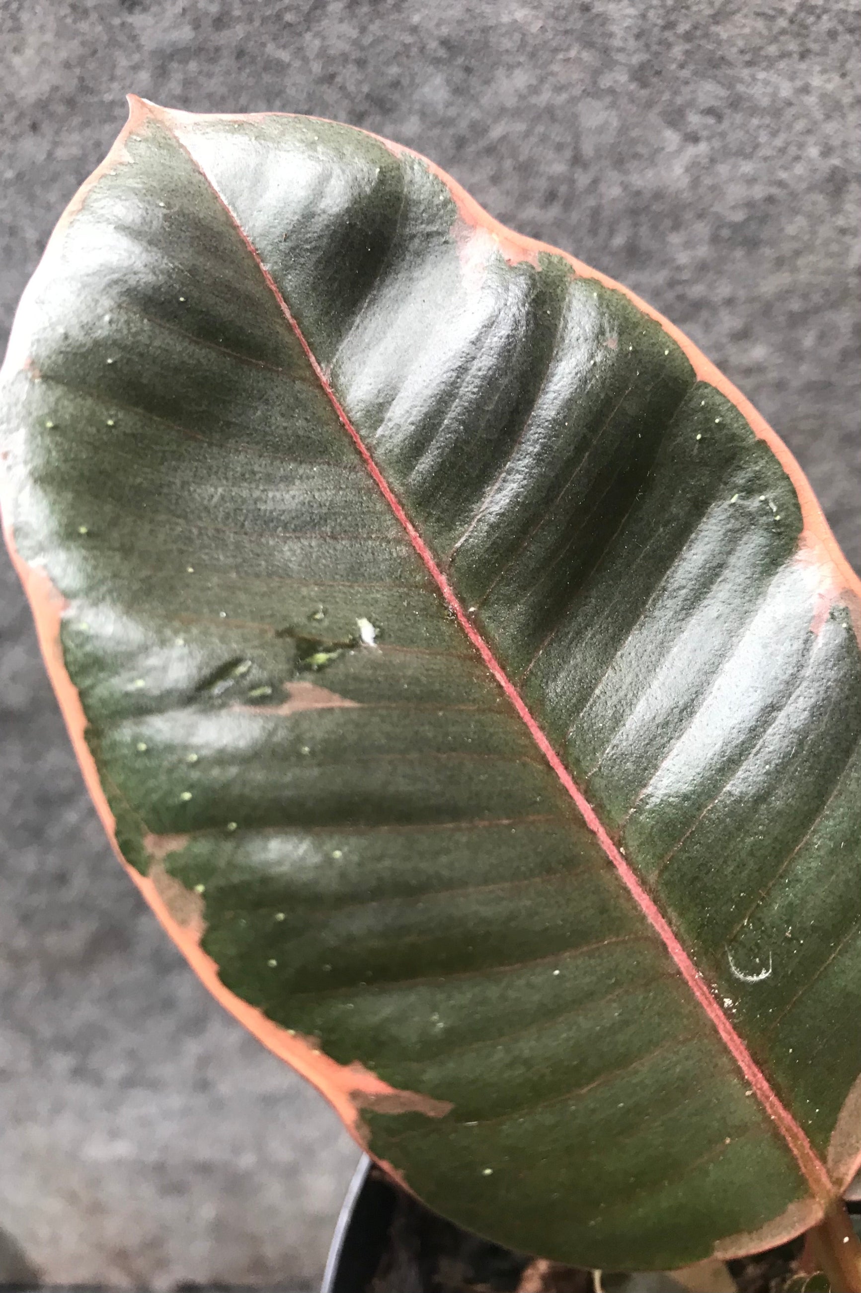 Close up of ficus elastica 'ruby' leaf ©Sprout Home