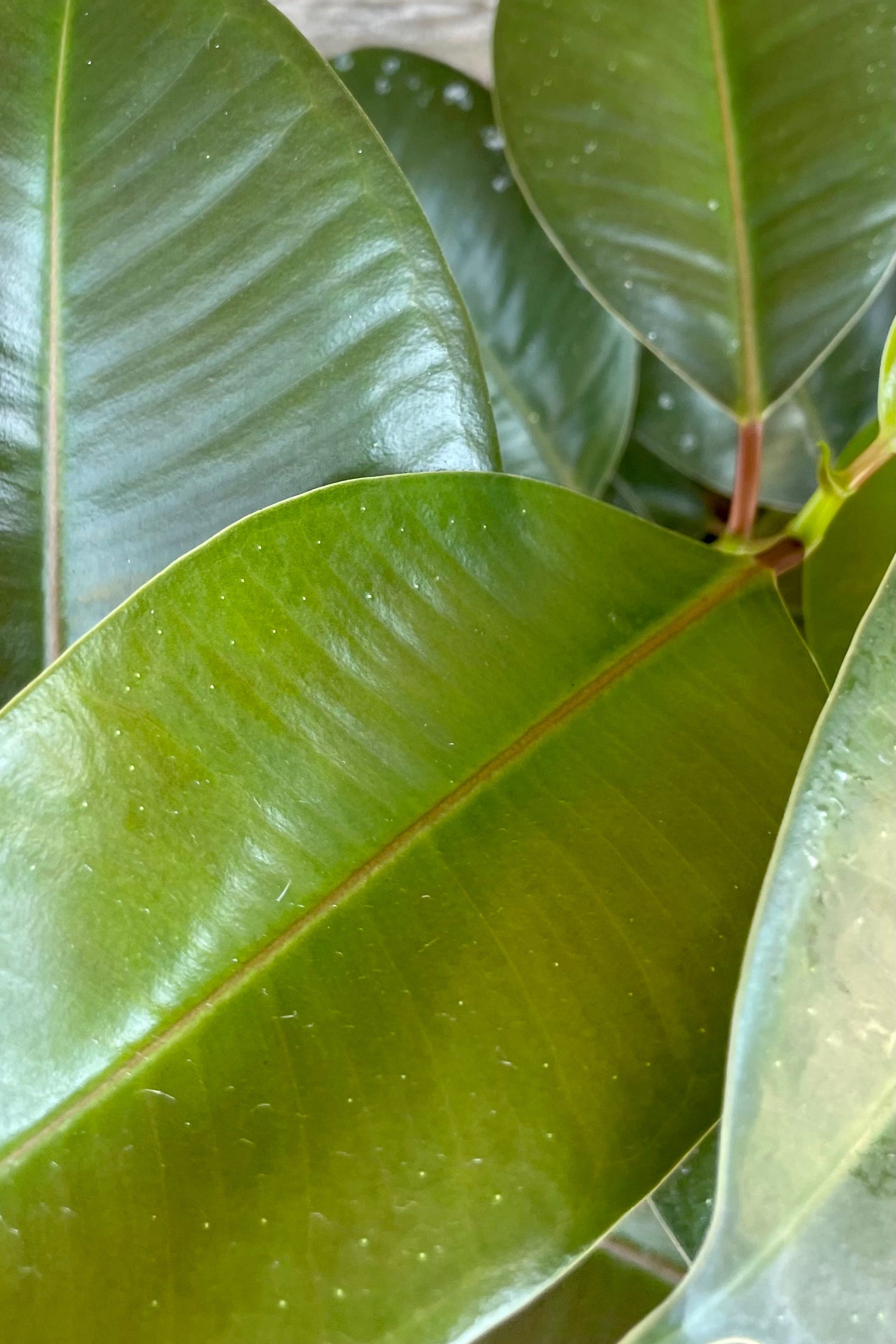 Detail up close picture of the shiny green leaves of the Ficus 'Robusta'n at Sprout Home. ©Sprout Home