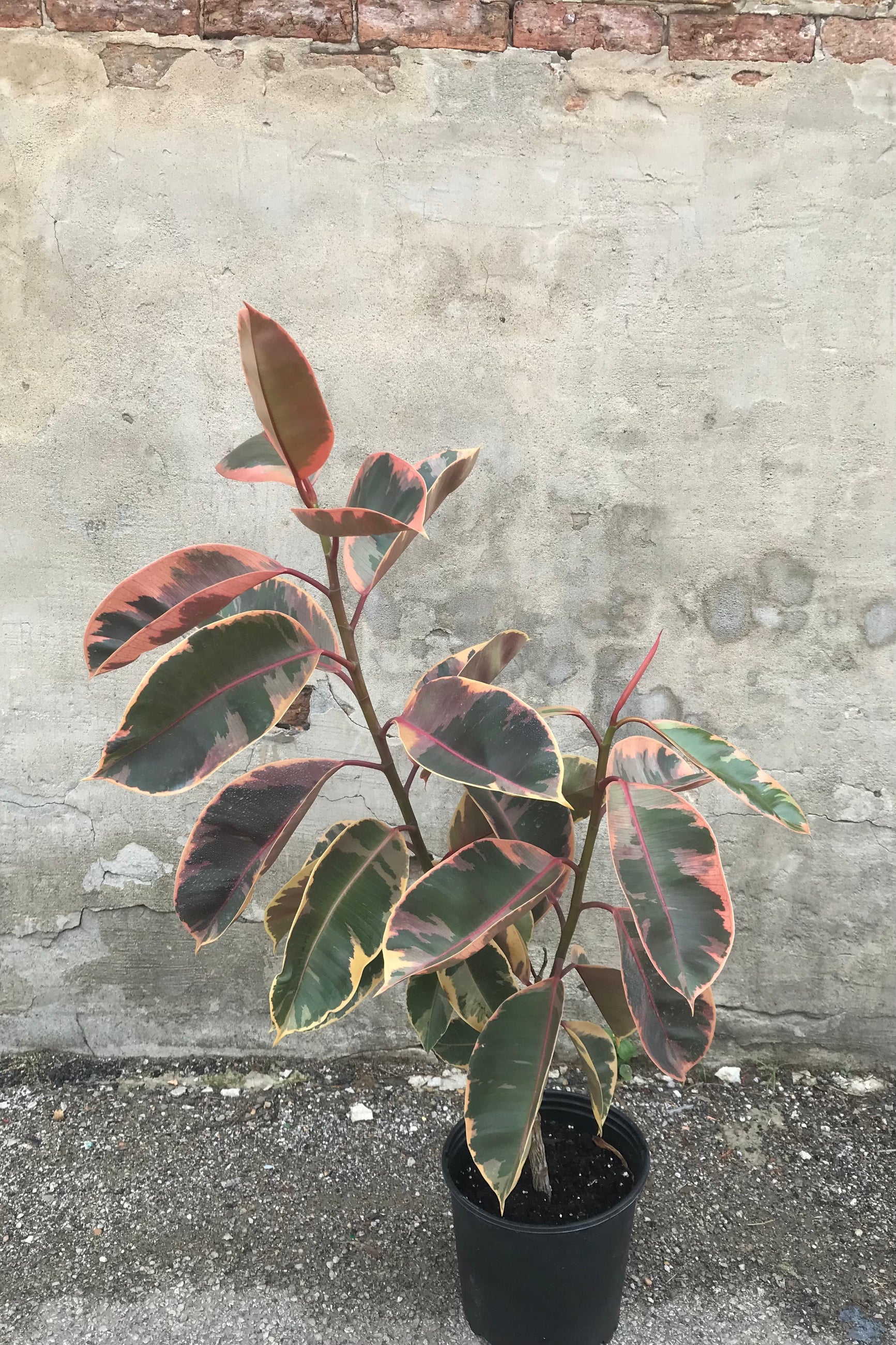 FIcus 'Ruby' în a growers pot against a concrete wall letting the pink variegation stand out ©Sprout Home