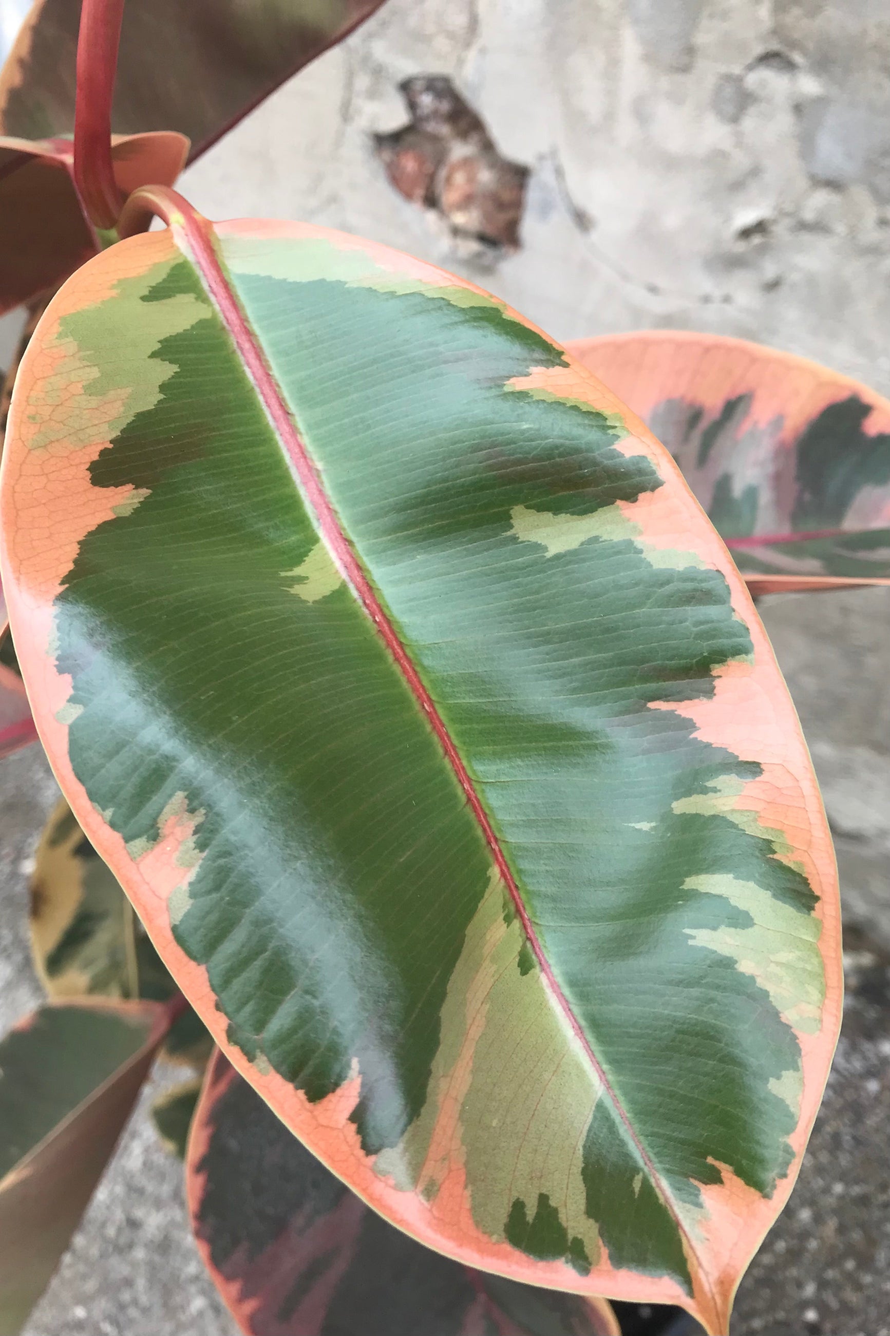 Close-up of a Ficus elastica 'Ruby' leaf showing the mottled pattern of green, light green, and pink to red colors. ©Sprout Home