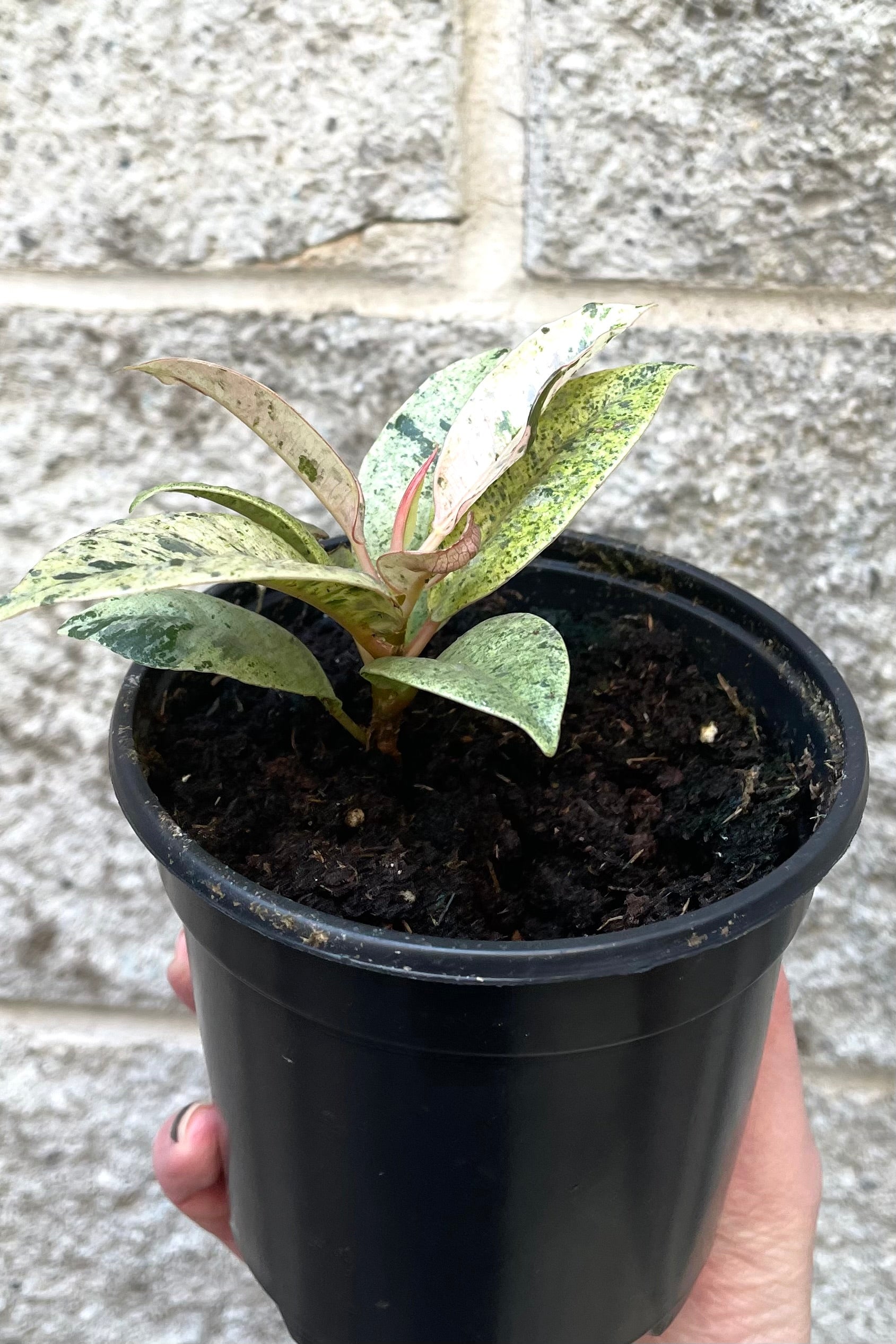 A hand holds Ficus elastica 'Shivereana' 4" in grow pot against concrete backdrop ©Sprout Home
