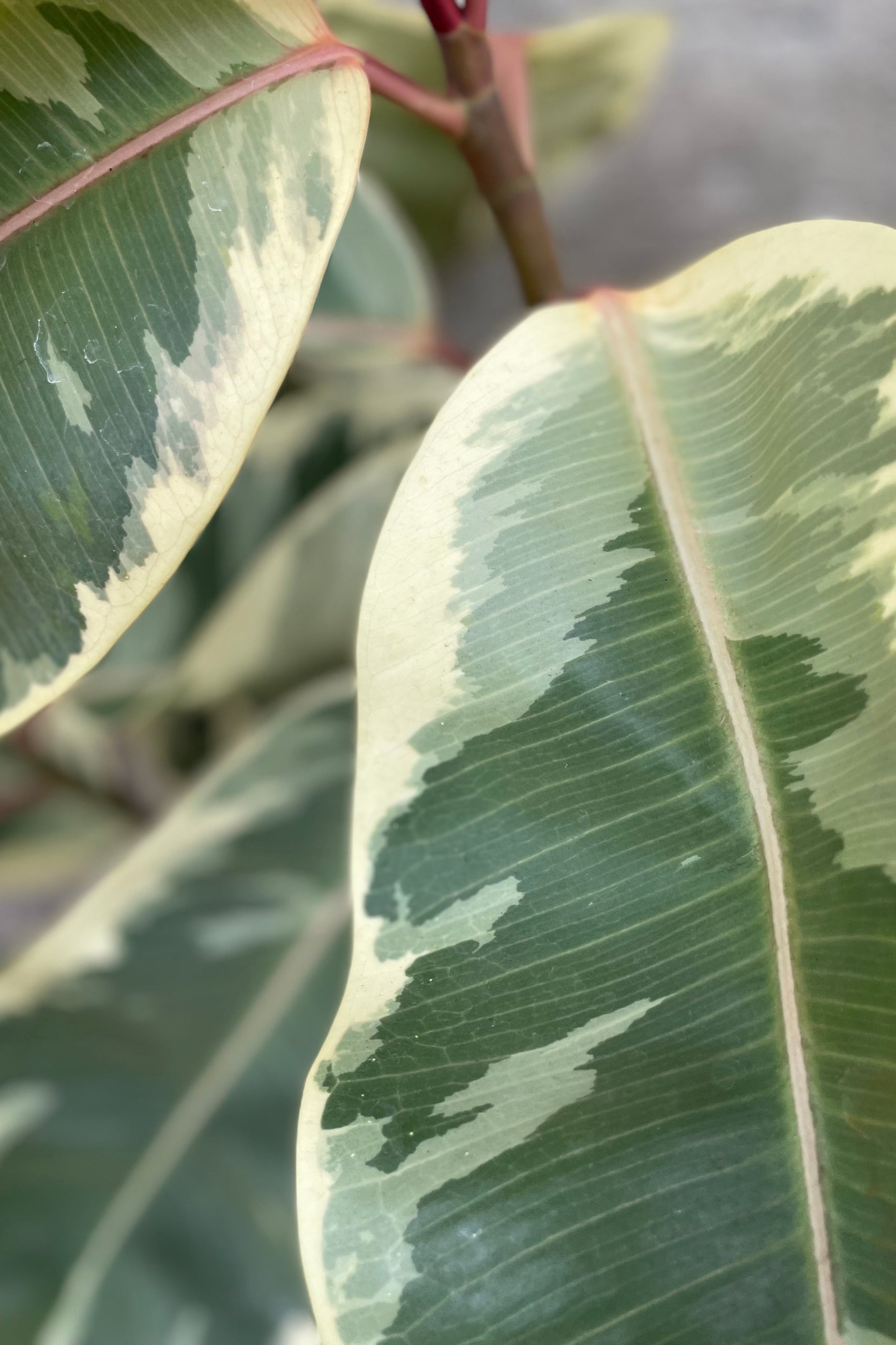 Close up of Ficus elastica 'Tineke' leaves ©Sprout Home