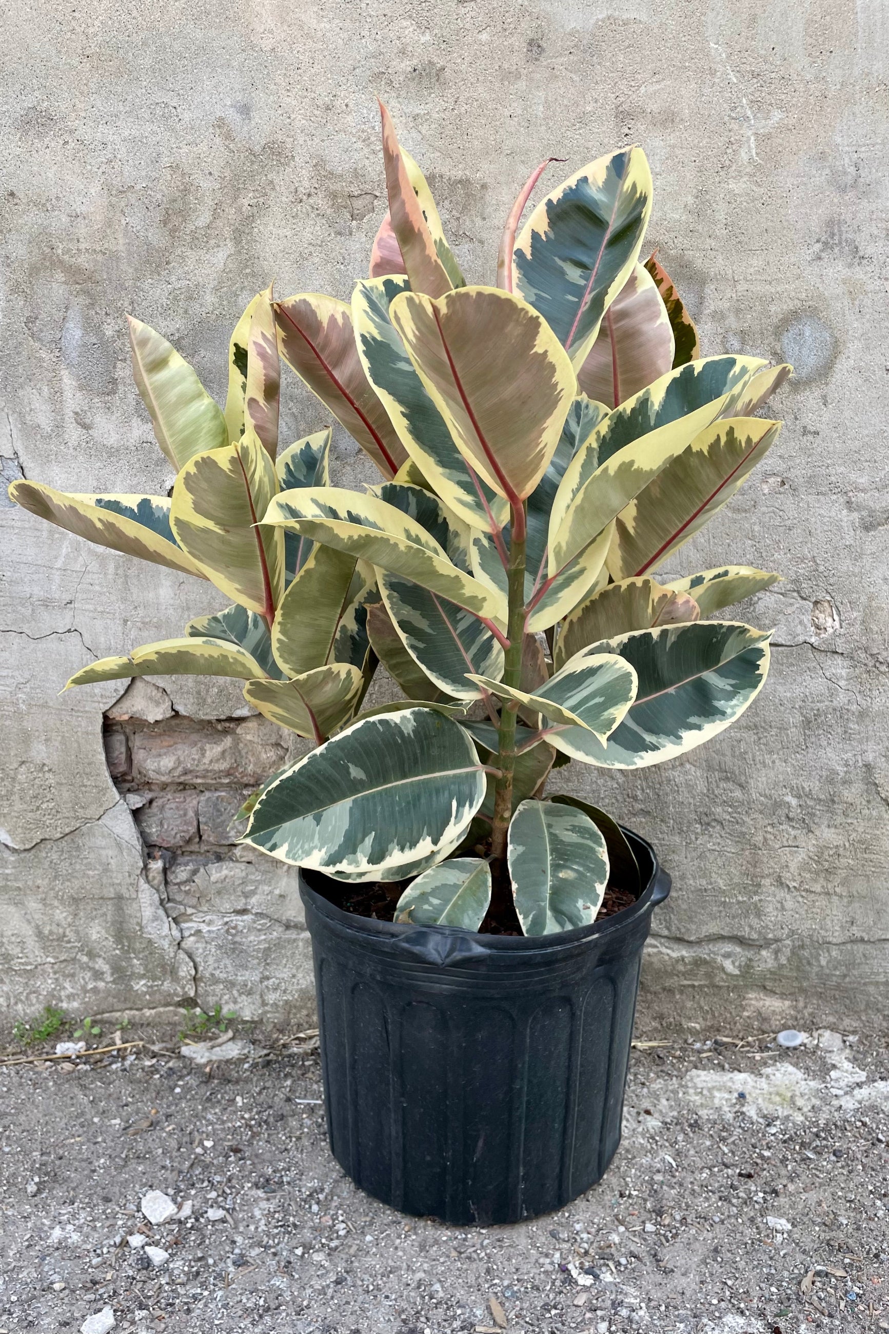ficus elastica 'decora' - rubber tree Ficus elastica 'Tineke' 14"
