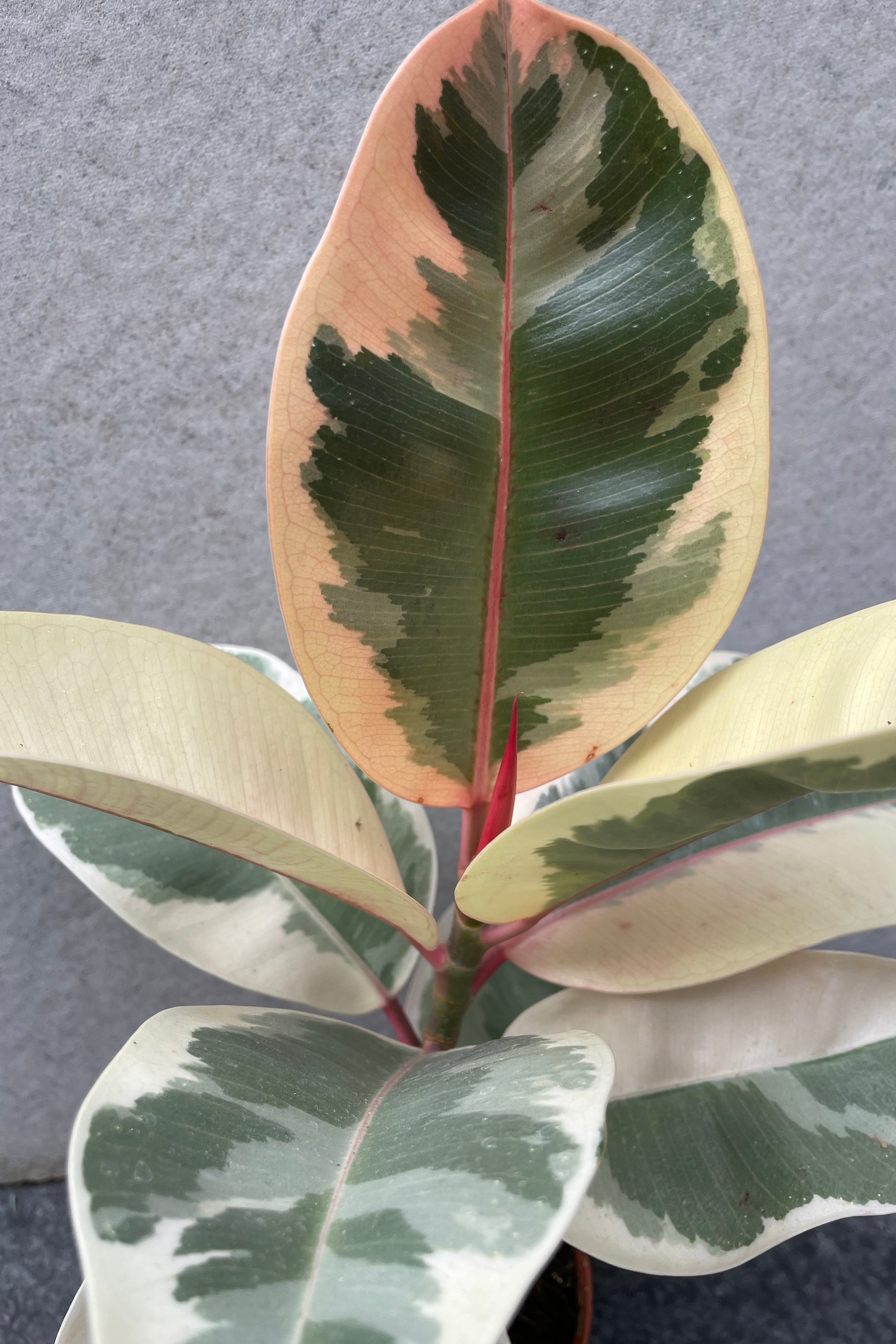 Close up of Ficus elastica 'Tineke' leaves