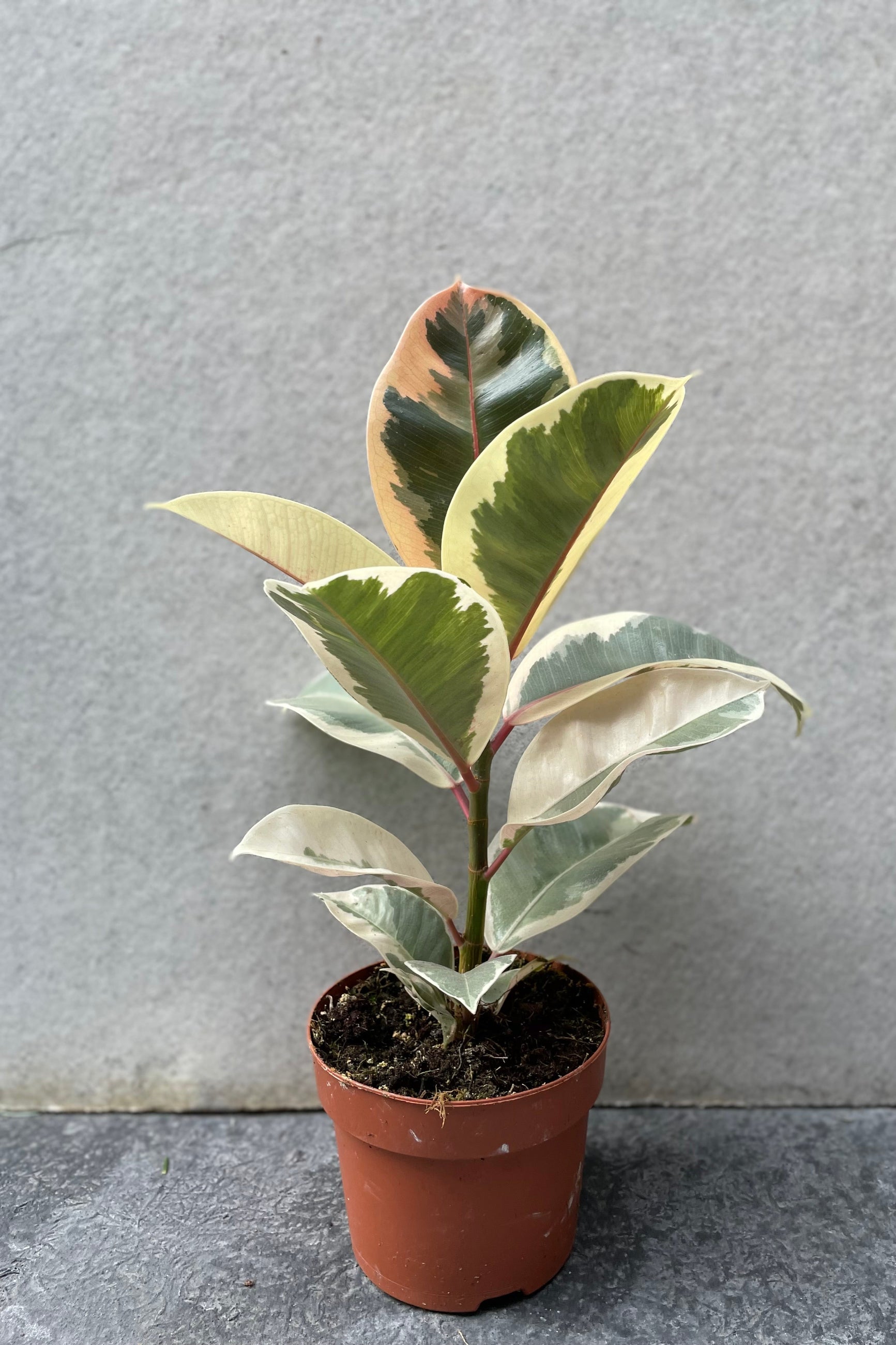 Ficus elastica 'Tineke' in grow pot in front of grey background ©Sprout Home