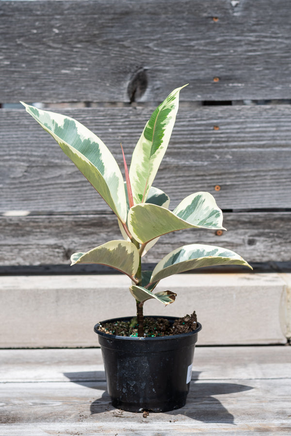 Ficus elastica 'Tineke' potted in front of grey wood wall