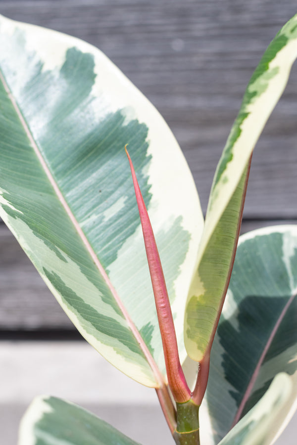 Close up of Ficus elastica 'Tineke' leaves