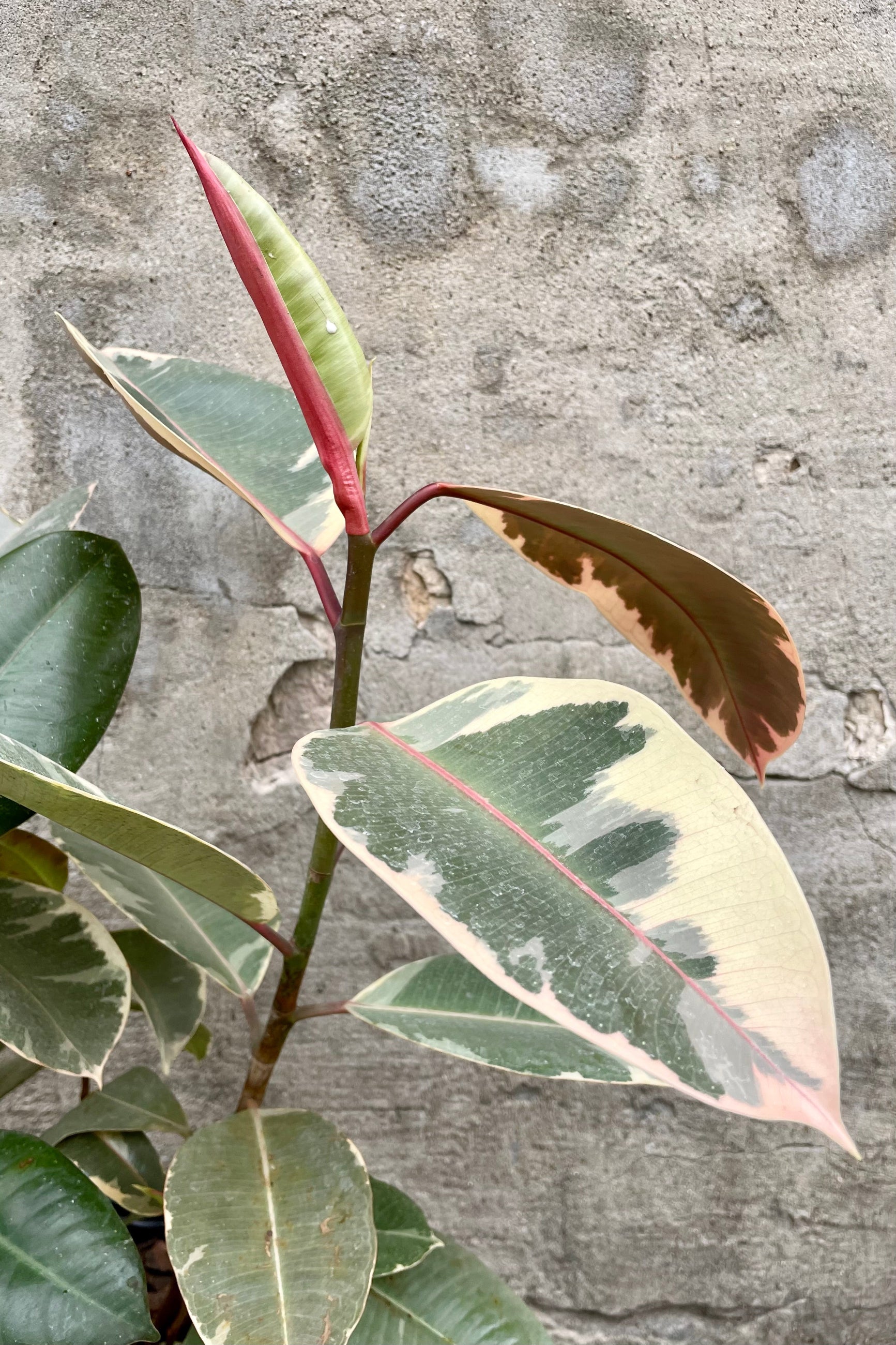Detail of Ficus elastica 'Tineke' 8" against a grey wall ©Sprout Home