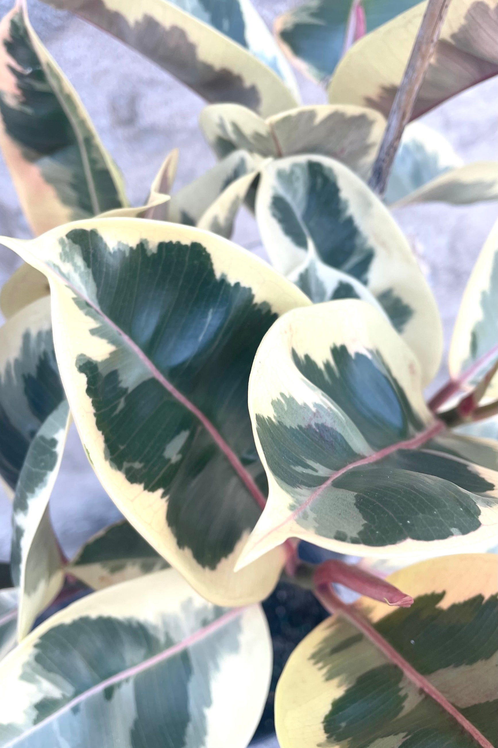 A detailed view of Ficus elastica 'Tineke' std. 10" ©Sprout Home