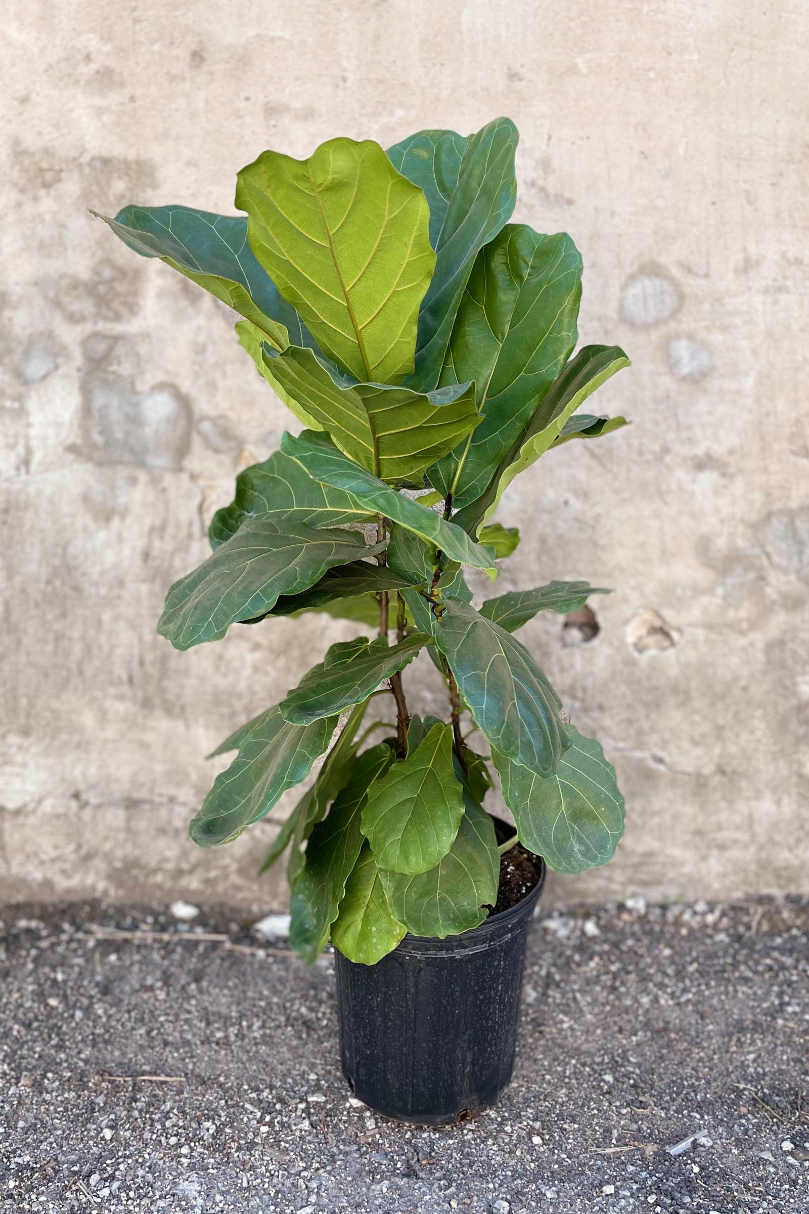A full view of Ficus lyrata "Fiddle Leaf Fig" bush form 10" against concrete backdrop