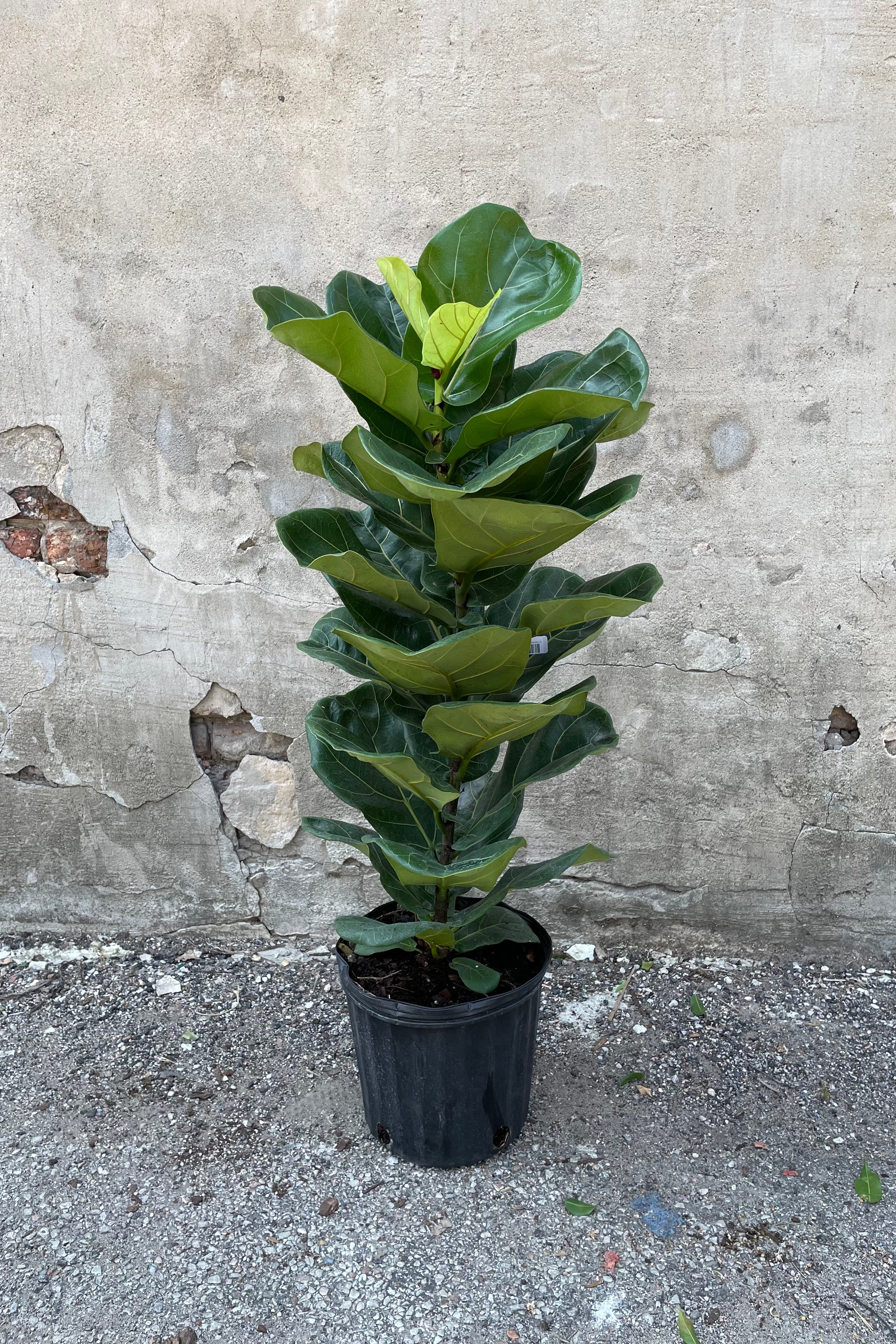 Ficus lyrata "Fiddle Leaf Ficus" in a column form 10" growers pot