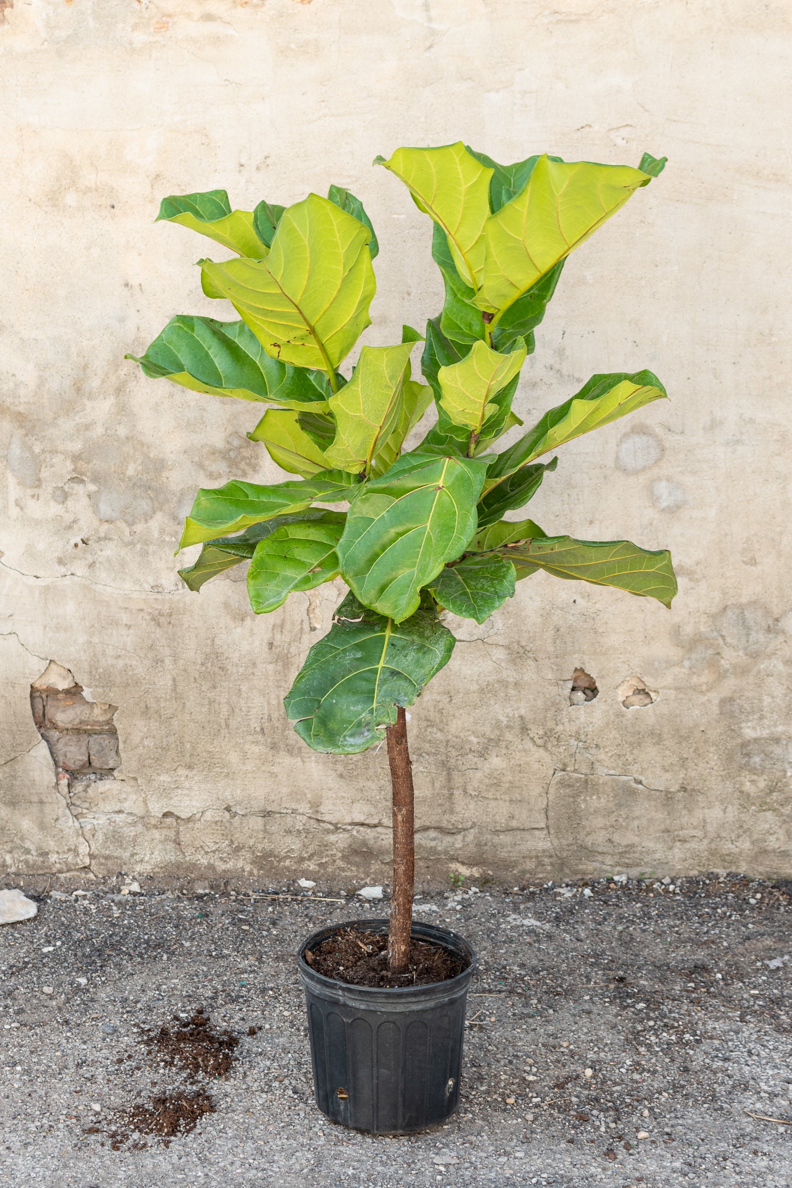 Large ficus lyrata - fiddle leaf fig - in front of concrete wall