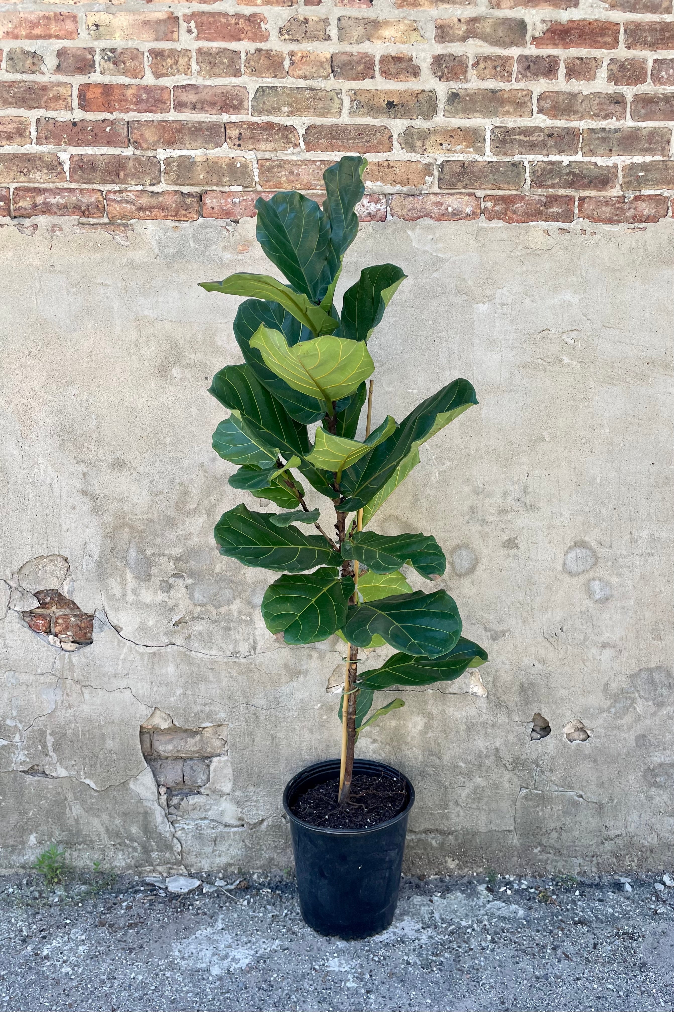 Ficus lyrata "Fiddle Leaf Fig" standard form 12" in a black growers pot against a grey and brick wall