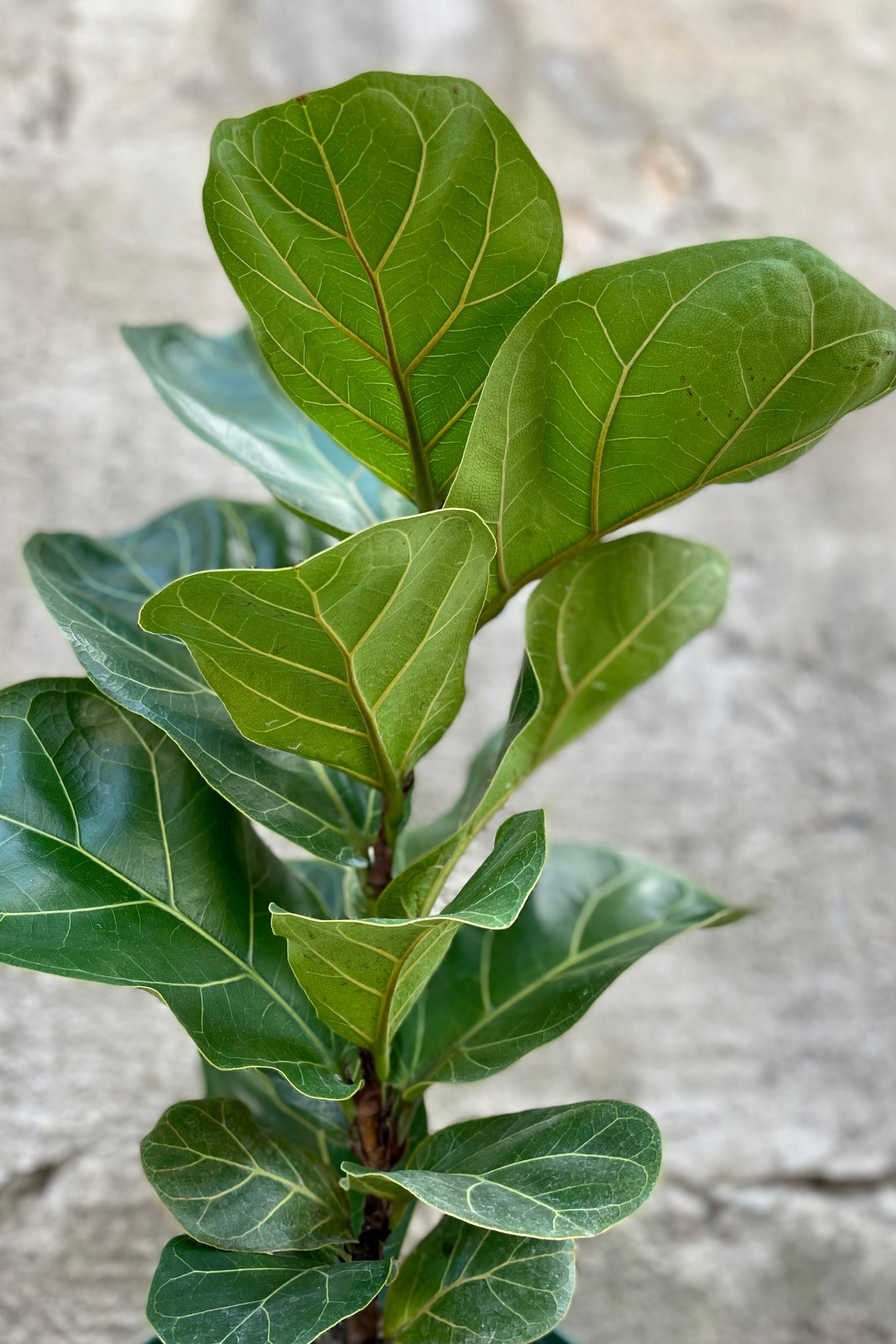 Close up of Ficus lyrata "Fiddle Leaf Fig" leaves ©Sprout Home