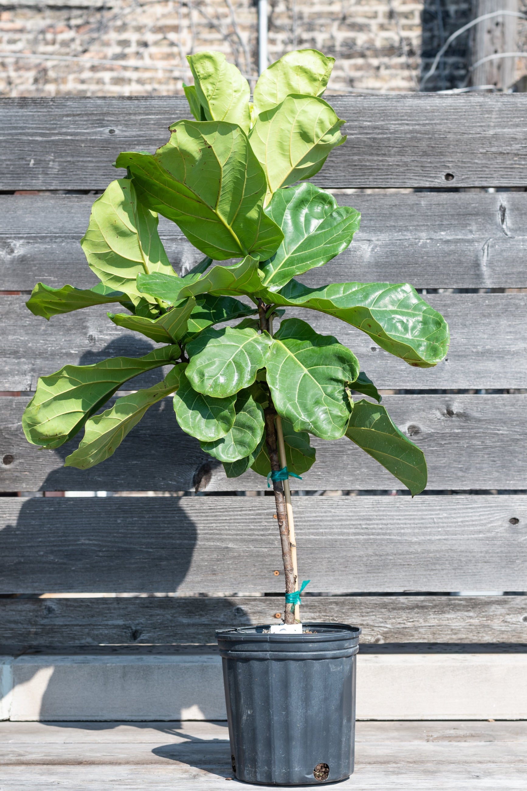 Ficus lyrata "Fiddle Leaf Fig" standard form in grow pot in front of grey wood background ©Sprout Home