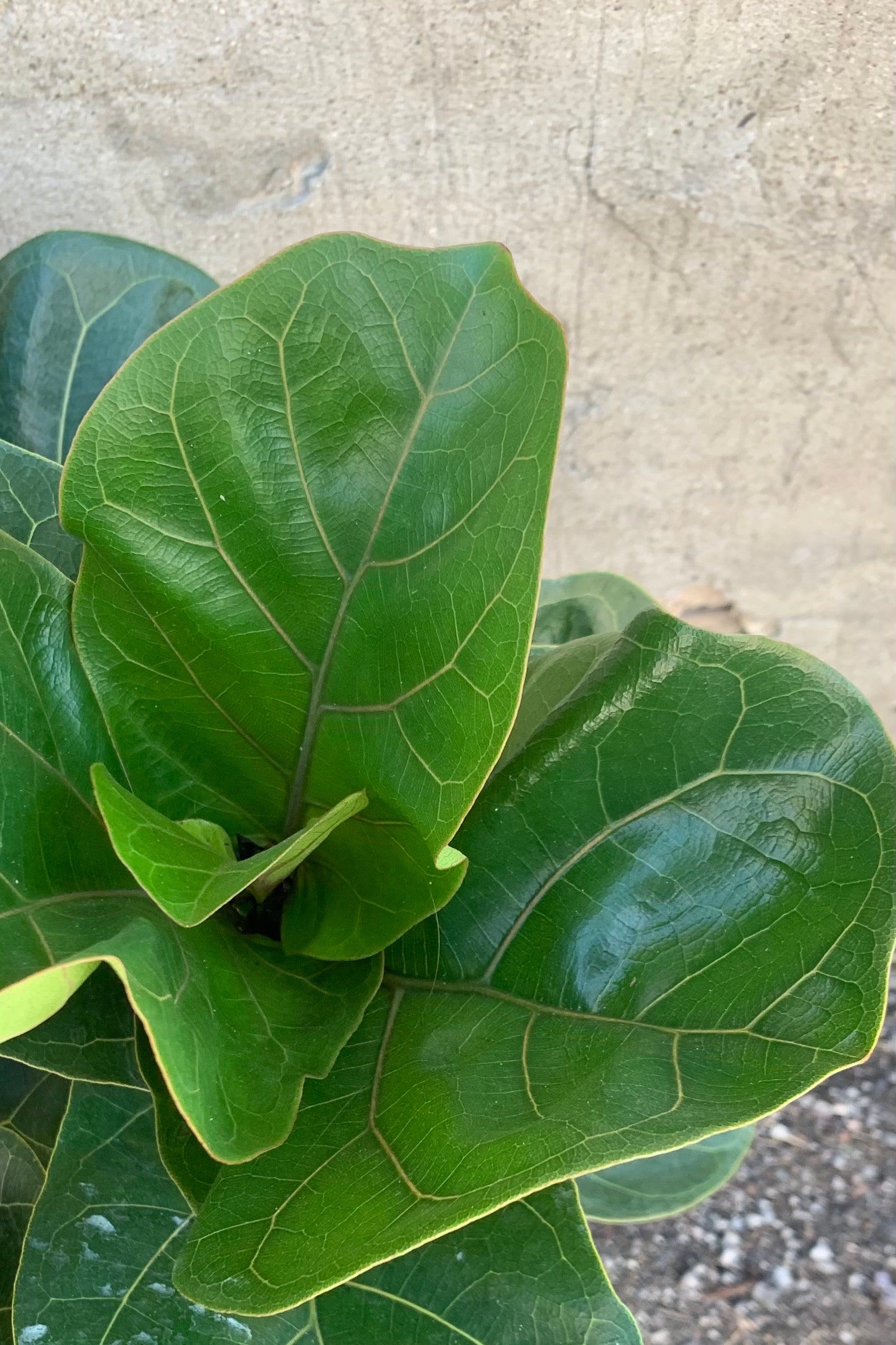 Ficus lyrata 'Little Fiddle' detail shot of its glossy leaves.