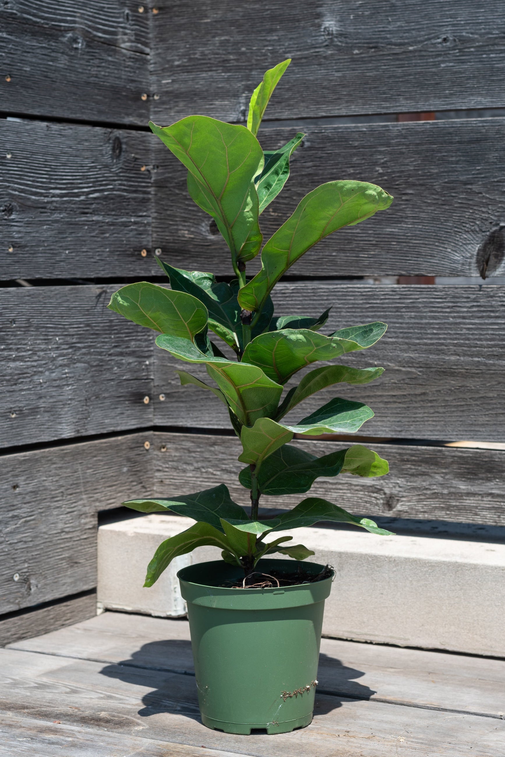 Ficus lyrata 'Little Fiddle' in grow pot in front of grey wood background ©Sprout Home