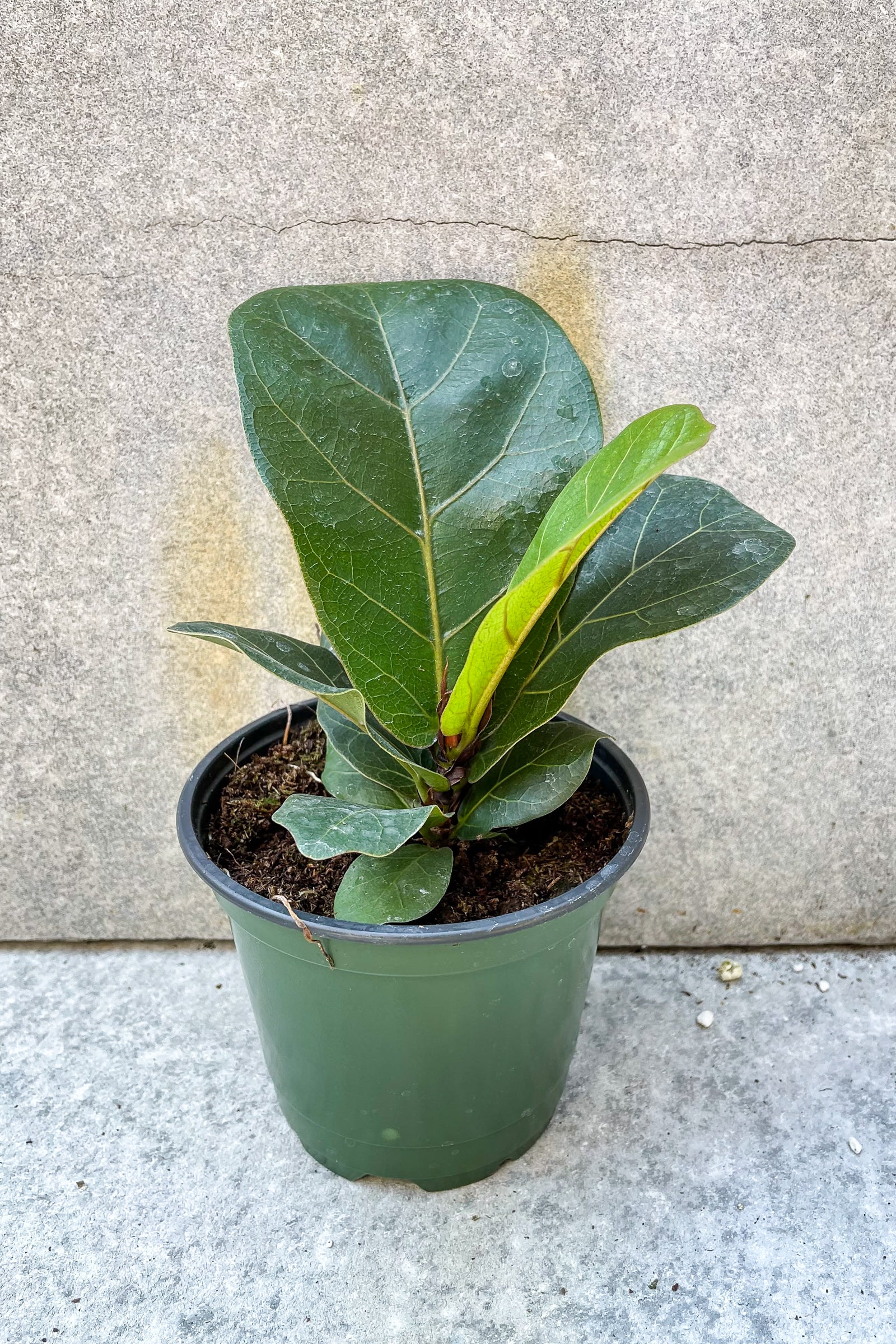 Ficus lyrata 'Little Sunshine' 4" in front of grey background ©Sprout Home