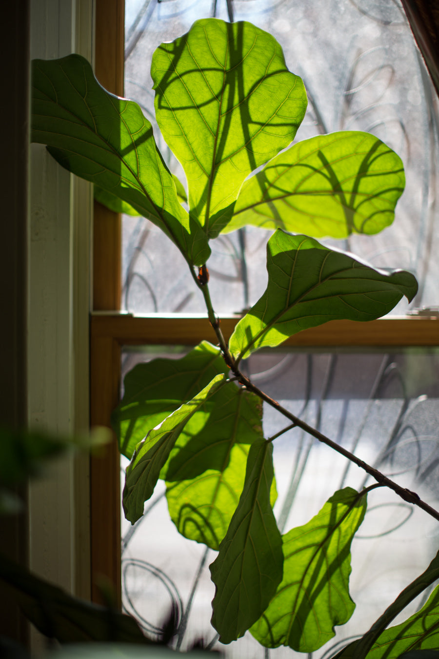 Fiddle Leaf Ficus branch in front of a window.