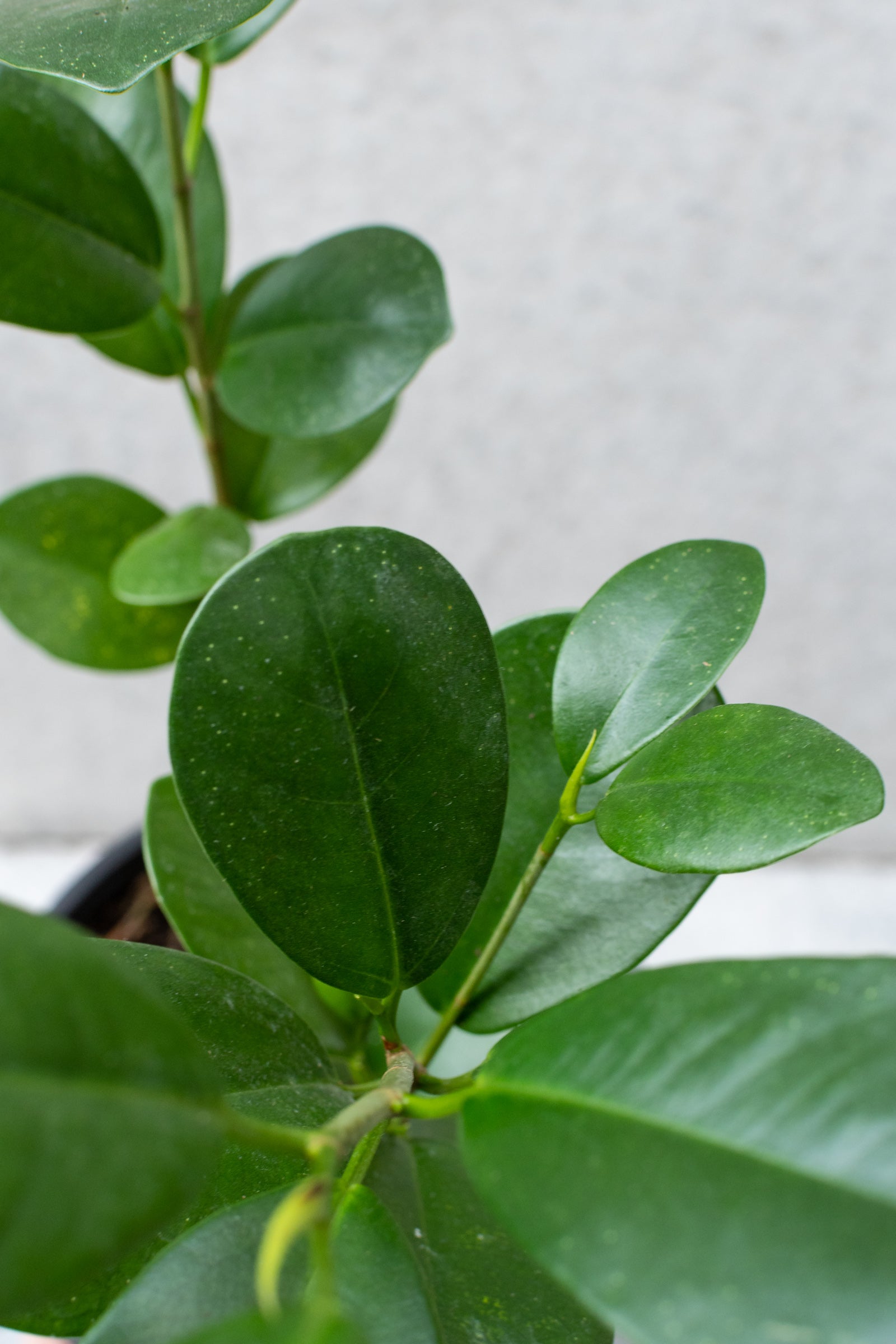 Ficus microcarpa "Moclame" detail picture of the leaves. ©Sprout Home